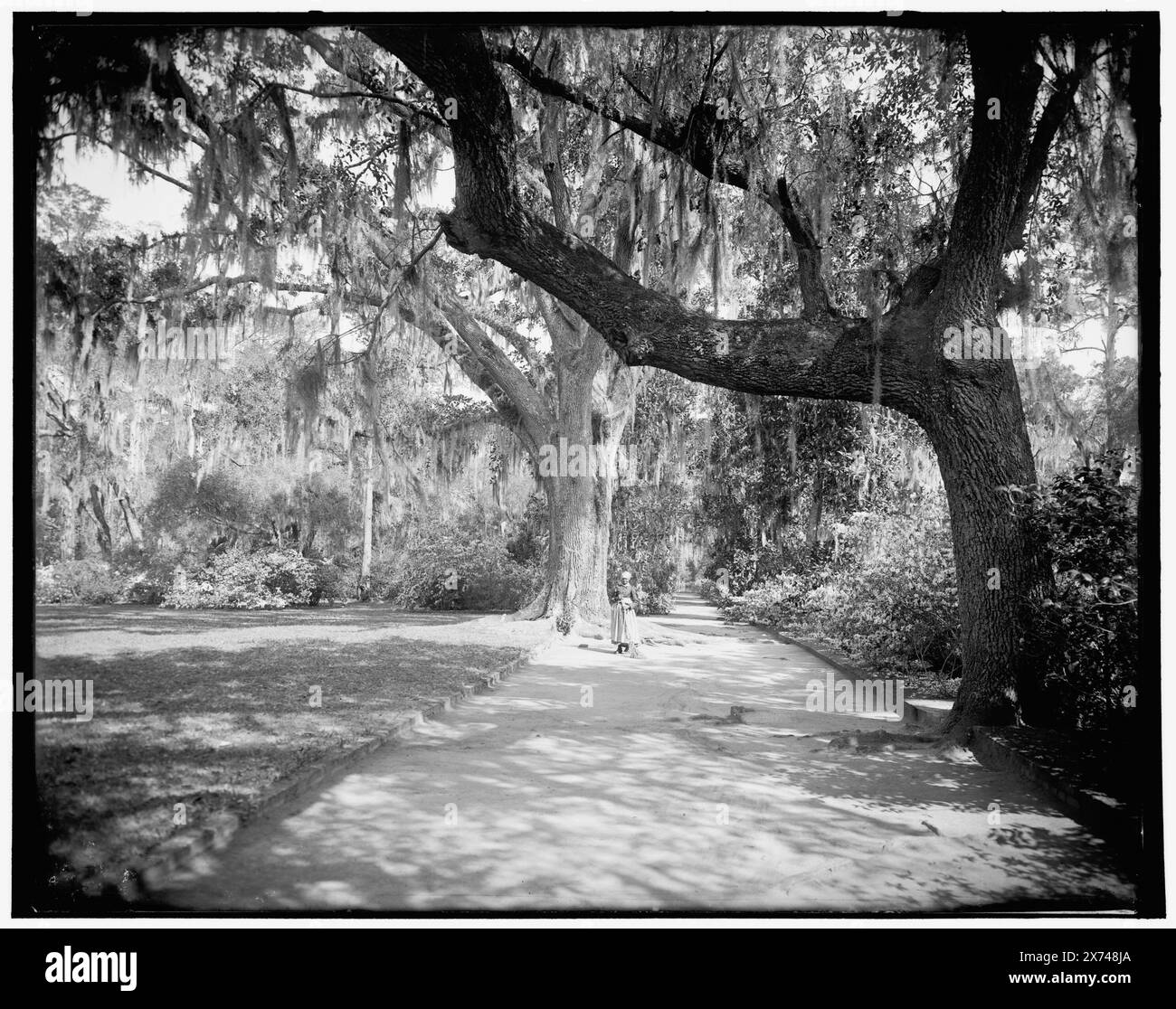 Magnolia on the Ashley, (Magnolia Gardens), Magnolia Ave., Runnymede P.O., S.C. titre tiré de la veste., 'WJ 186' sur négatif., Detroit Publishing Co. no. 013430., Gift ; State Historical Society of Colorado ; 1949, Roads. , Jardins. , États-Unis, Caroline du Sud, Charleston. Banque D'Images