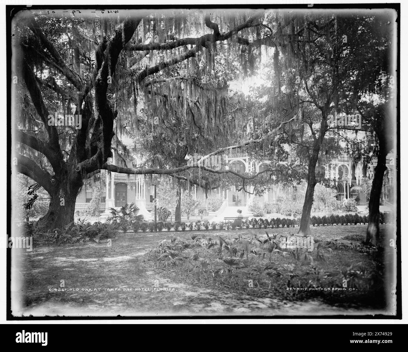 Old Oak à Tampa Bay Hotel, Floride, 'WHJ 59-02' sur négatif., Detroit Publishing Co. 014261., Gift ; State Historical Society of Colorado ; 1949, Hôtels. , Chênes. , Mousse espagnole. , Resorts. , États-Unis, Floride, Tampa. Banque D'Images