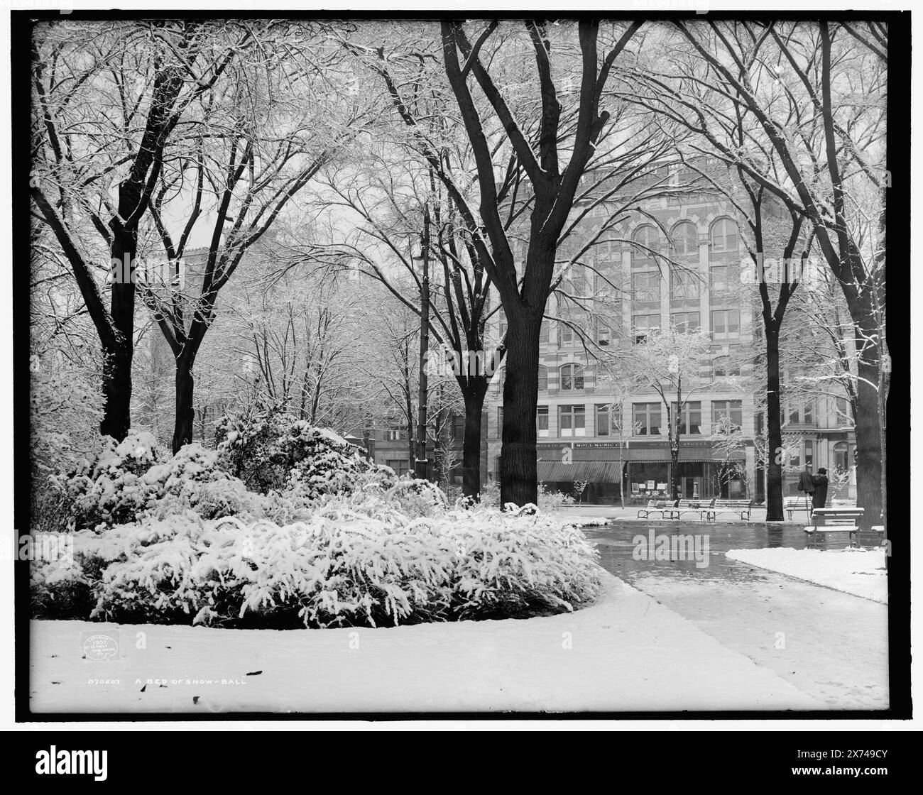 A Bed of Snow-ball, Grand Circus Park avec Fine Arts Building en arrière-plan., 'G 4865' sur négatif., Detroit Publishing Co. No. 070207., Gift ; State Historical Society of Colorado ; 1949, Parks. , Neige. , États-Unis, Michigan, Detroit. Banque D'Images