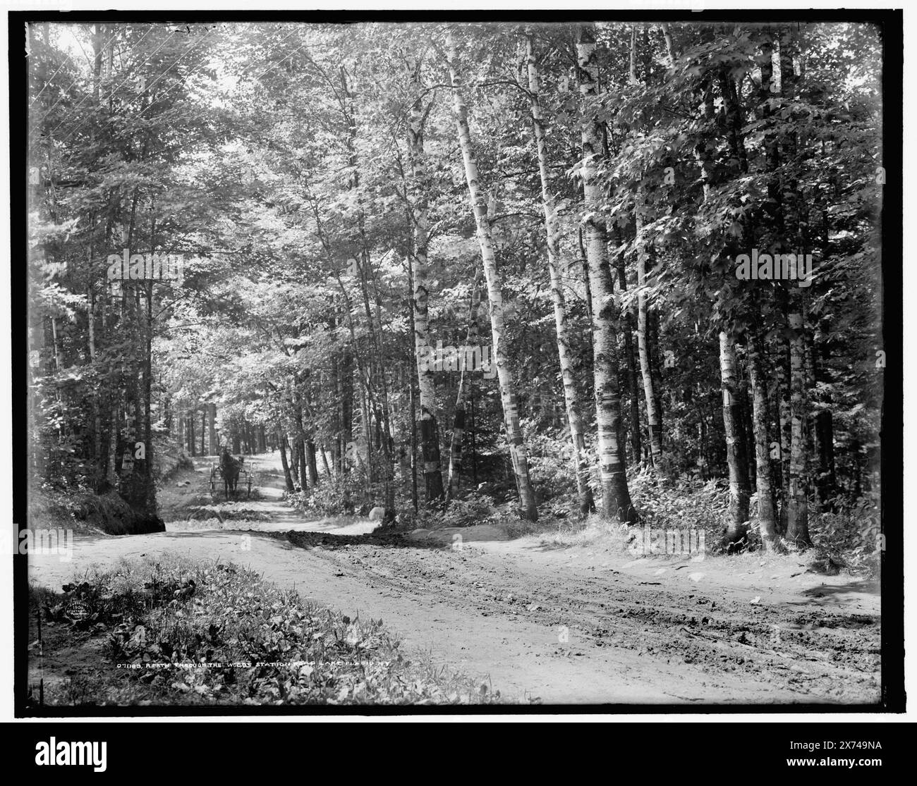 A Path through the Woods, station Road, Lake Placid, New York, 'G 5426' sur Negative., Detroit Publishing Co. No. 071188., Gift ; State Historical Society of Colorado ; 1949, Trails & Paths. , Forêts. , États-Unis, New York (État), Adirondack Mountains. , États-Unis, New York (État), Lake Placid. Banque D'Images