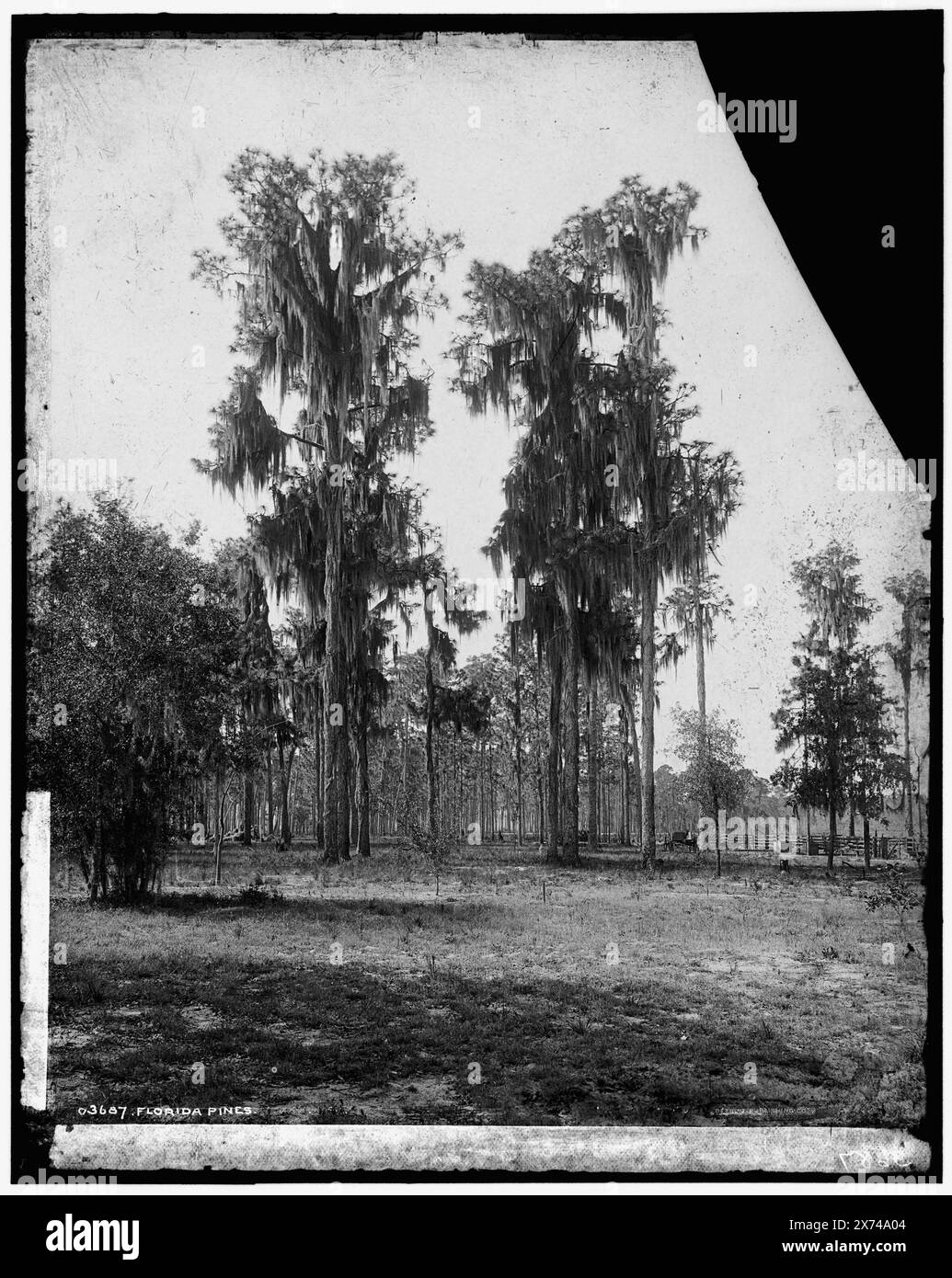 Florida Pines, 'W.H.J. & Co.' et '5x8-8053' sur négatif., Detroit Publishing Co. no. 03687., Gift ; State Historical Society of Colorado ; 1949, Pines. , Mousse espagnole. , États-Unis, Floride. Banque D'Images