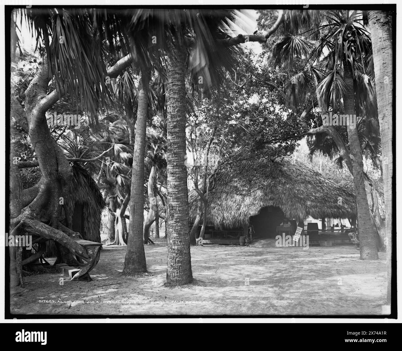 Alligator Joe's bungalow dans la jungle, Palm Beach, Fla., sur la cabane : boissons gazeuses, cigares, cacahuètes & tartes / Come In., transparent en verre correspondant disponible sur le cadre du vidéodisque 1A- 30137., Detroit Publishing Co. 017629., cadeau ; State Historical Society of Colorado ; 1949, toits de chaume. , Commerce touristique. , États-Unis, Floride, Palm Beach. Banque D'Images
