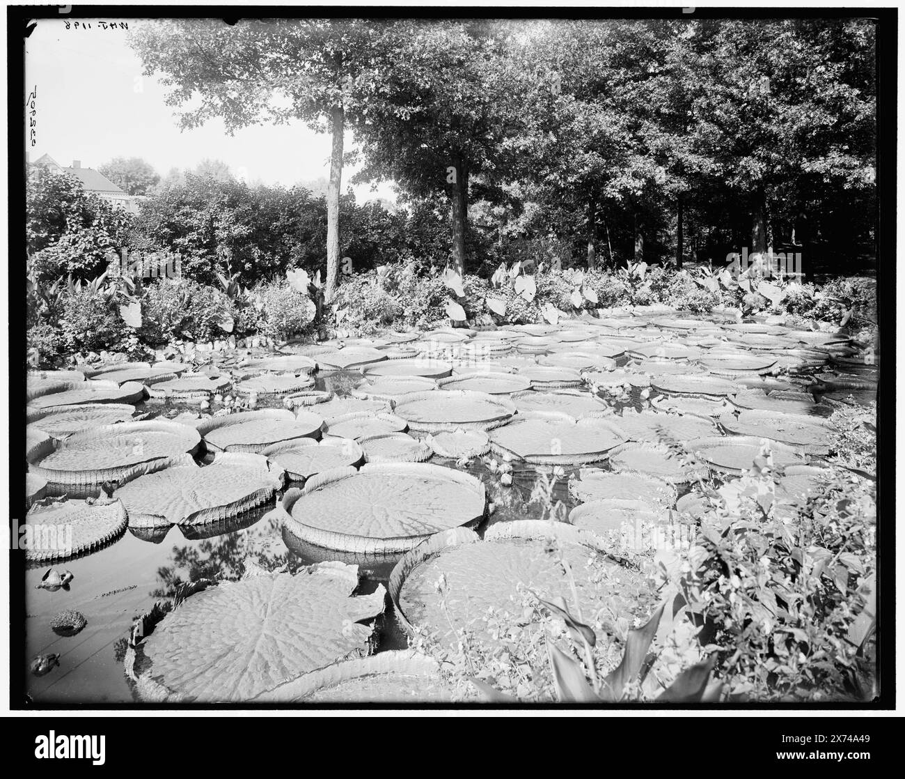 Paul, Minn., Como Park, Lily Pond, Title from jacket., 'WHJ-1198' sur négatif., Detroit Publishing Co. no. 032905., Gift ; State Historical Society of Colorado ; 1949, Parks. , Jardins. , Lily Ponds. , États-Unis, Minnesota, Saint Paul. Banque D'Images