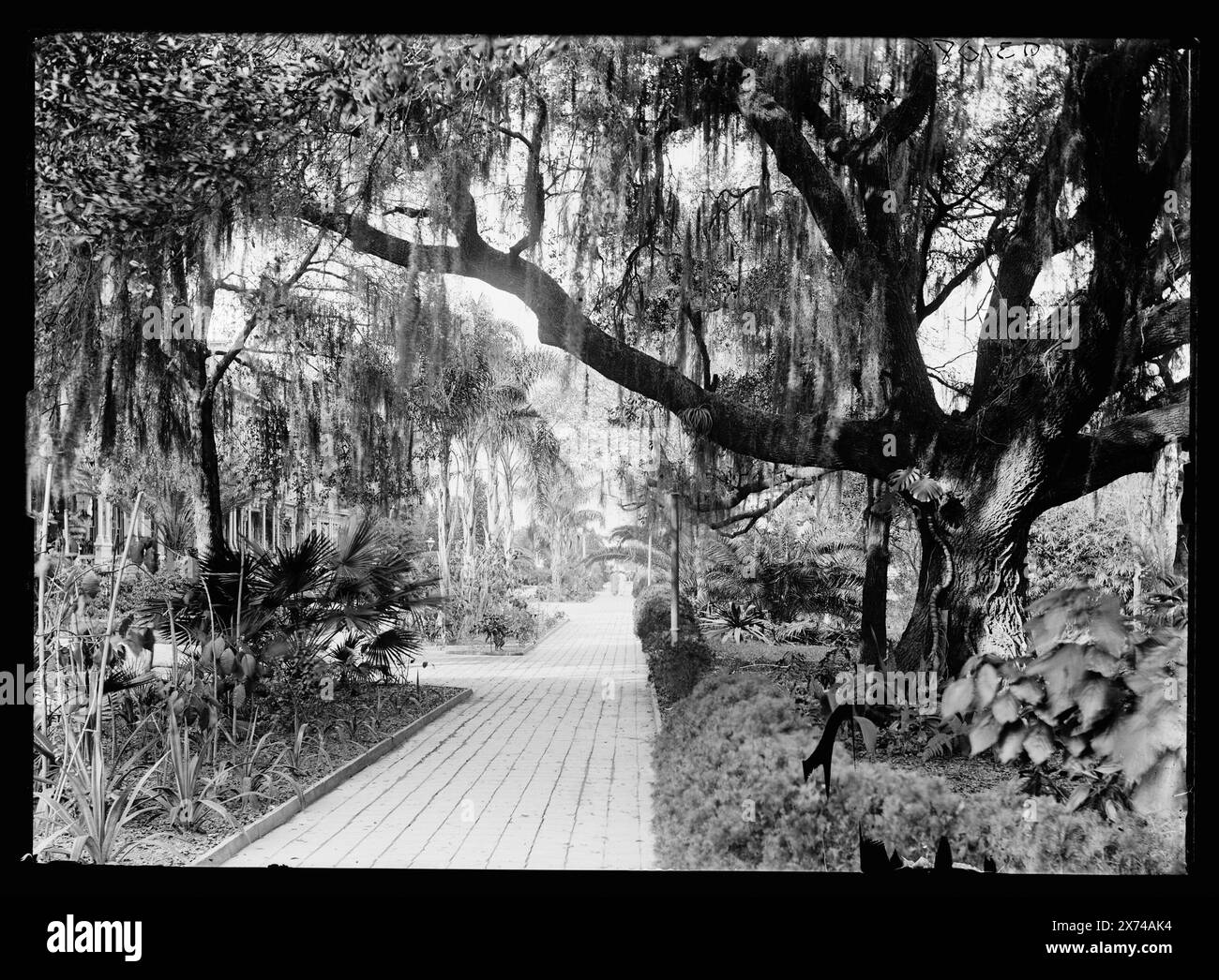 Old Oak at Tampa Bay Hotel, Tampa, Floride, titre basé sur le négatif D4-10634., peut-être par William Henry Jackson., 'C-14' sur le négatif., Detroit Publishing Co. No. 031088., Gift ; State Historical Society of Colorado ; 1949, Resorts. , Chênes. , Passerelles. , États-Unis, Floride, Tampa. Banque D'Images