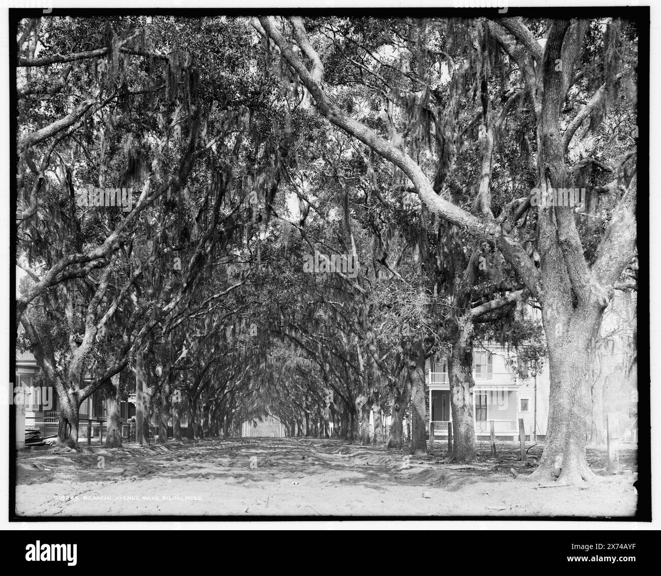 Benachi Avenue Oaks, Biloxi, Miss., 'G 3707' sur négatif., Detroit Publishing Co. No. 019265., Gift ; State Historical Society of Colorado ; 1949, Spanish Moss. , Chênes. , États-Unis, Mississippi, Biloxi. Banque D'Images