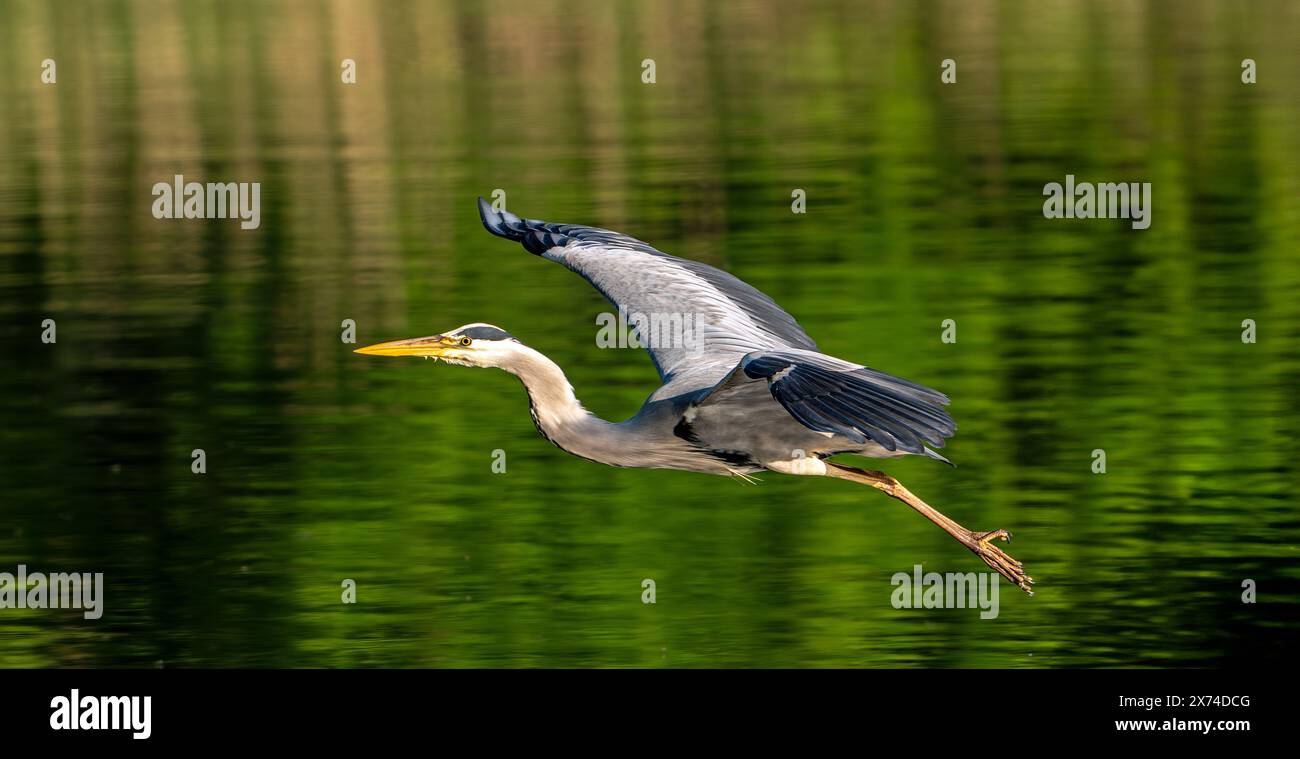 Héron gris volant (Ardea cinerea) dans le plumage de reproduction décollant de la rive du lac au printemps Banque D'Images