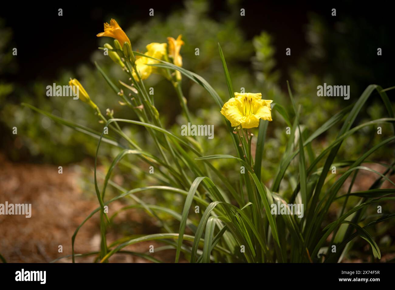 Lis de jour jaune vif, fond sombre doux, tiges vertes. Banque D'Images Lis de jour jaune vif, fond sombre doux, tiges vertes. Banque D'Images