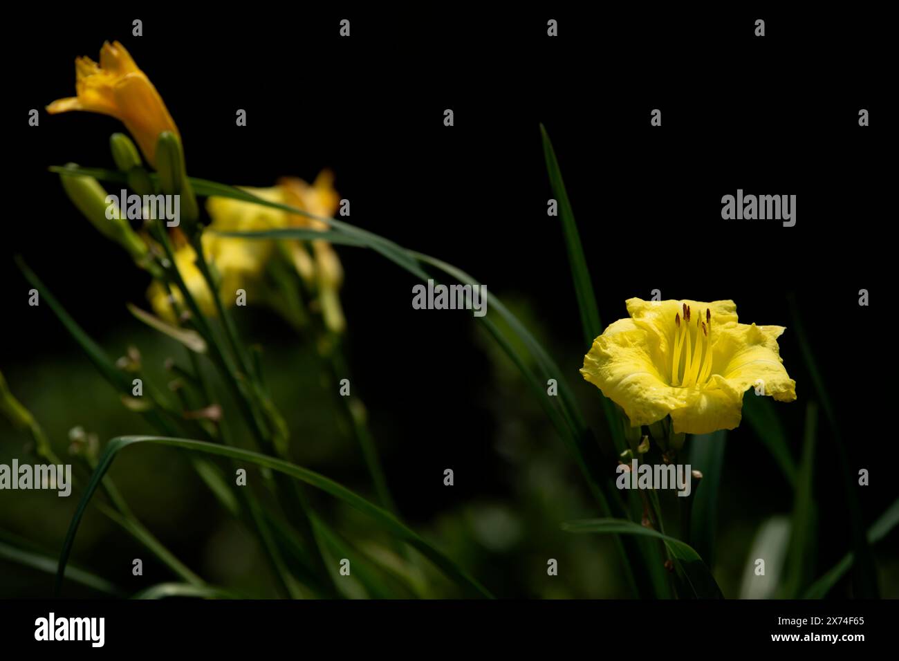 Lis de jour jaune vif, fond sombre doux, tiges vertes. Banque D'Images Lis de jour jaune vif, fond sombre doux, tiges vertes. Banque D'Images