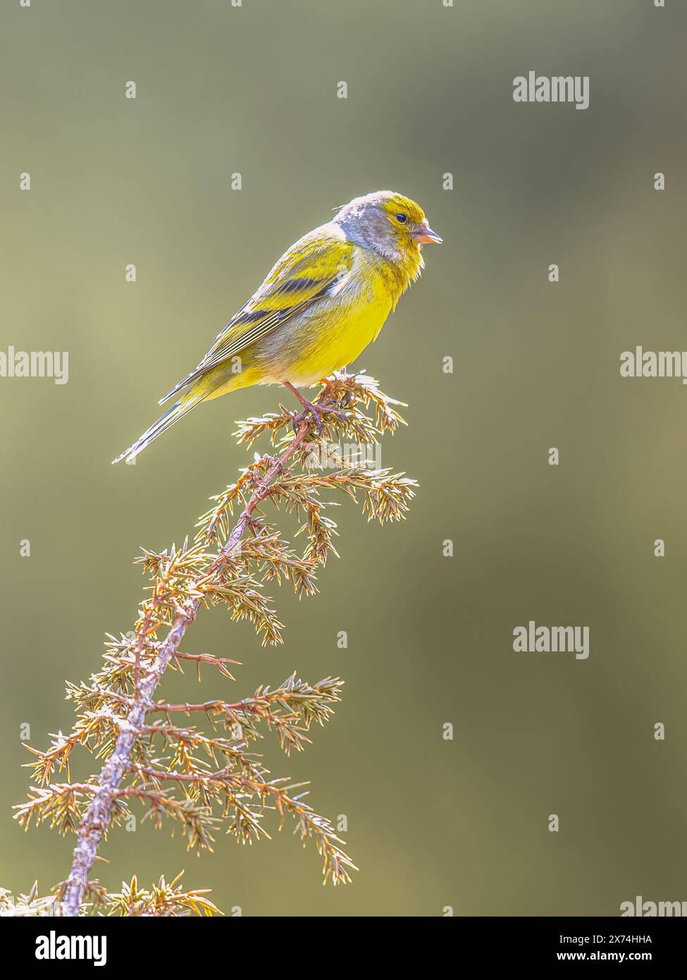 finch citril (Carduelis citrinella). Cet oiseau, également connu sous le nom de pimoche alpine, est un petit oiseau chanteur, un membre de la famille True finch. Faune sauvage Banque D'Images