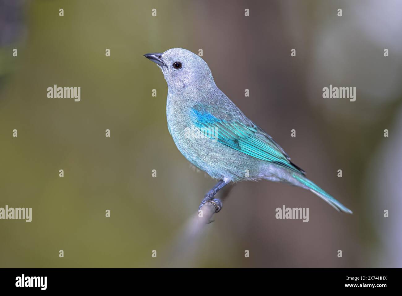 Le tanager bleu-gris (Thraupis episcopus) est un oiseau chanteur sud-américain de taille moyenne de la famille des tanagers. Scène sauvage de la nature en Amérique centrale Banque D'Images