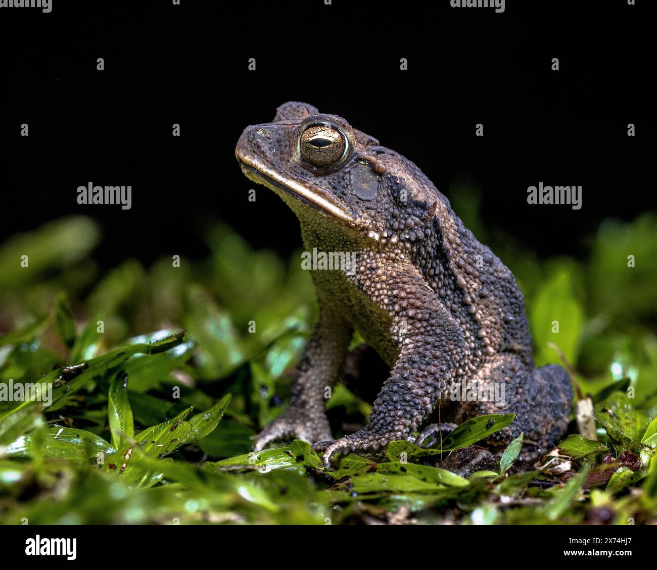Le crapaud à feuilles persistantes ou crapaud grimpant vert (Incilius coniferus) est une espèce de crapaud de la famille des Bufonidae. Banque D'Images