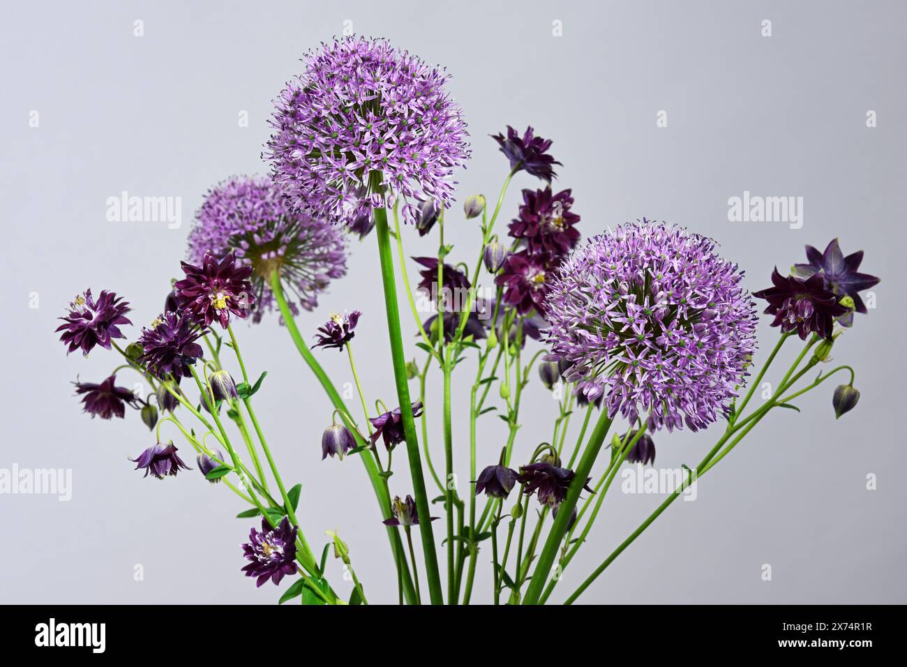 Bouquet de violette avec fleurs d'oignon géant (Allium giganteum) Banque D'Images