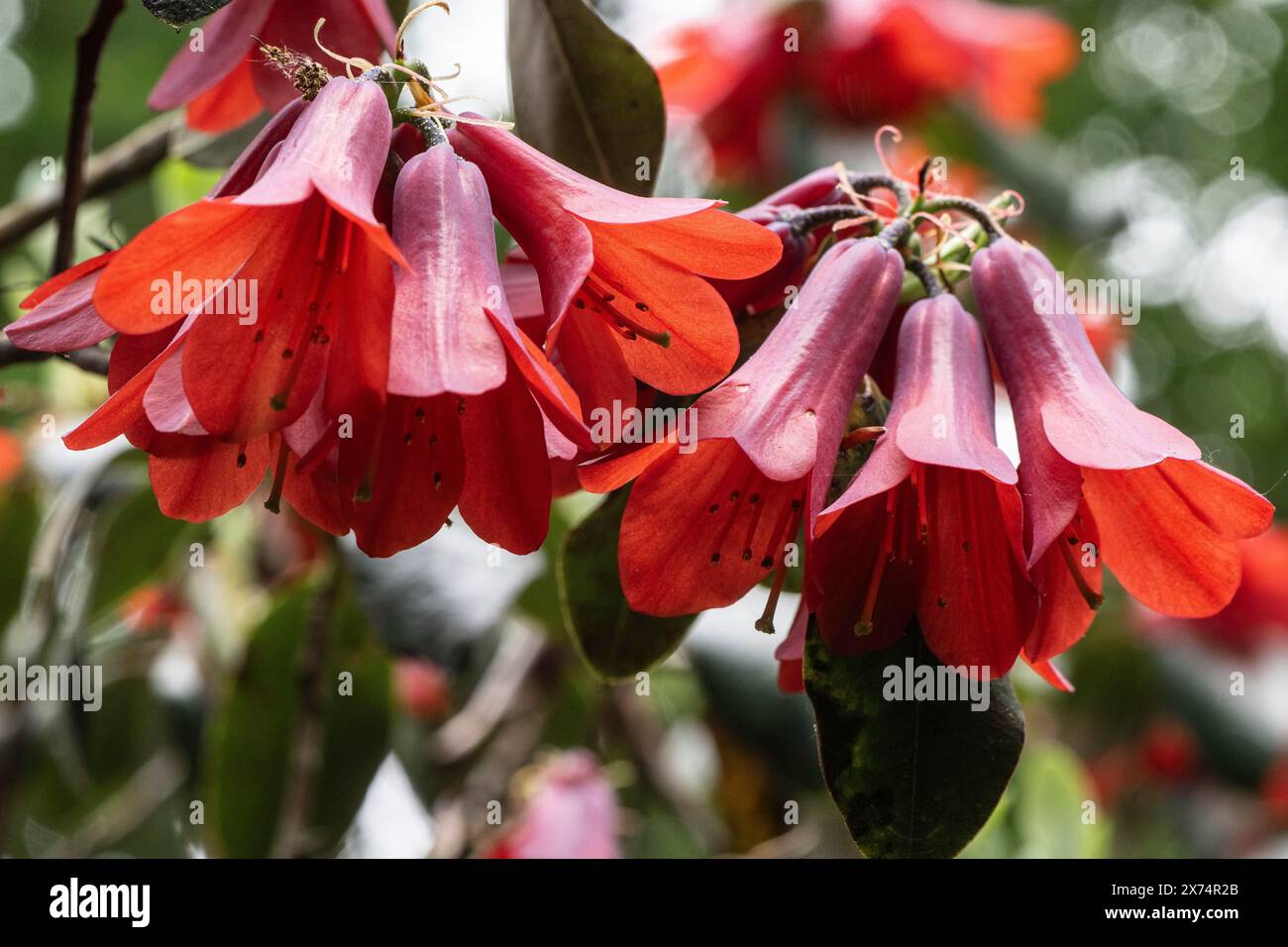 Fleurs de Rhododendron (Rhododendron cinnabarinum Roylei), Emsland, basse-Saxe, Allemagne Banque D'Images