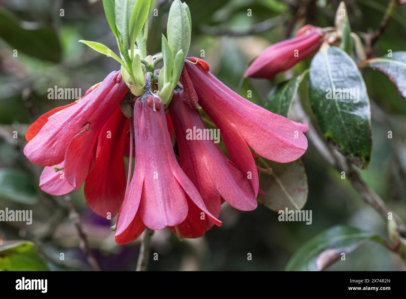 Fleurs de Rhododendron (Rhododendron cinnabarinum Roylei), Emsland, basse-Saxe, Allemagne Banque D'Images