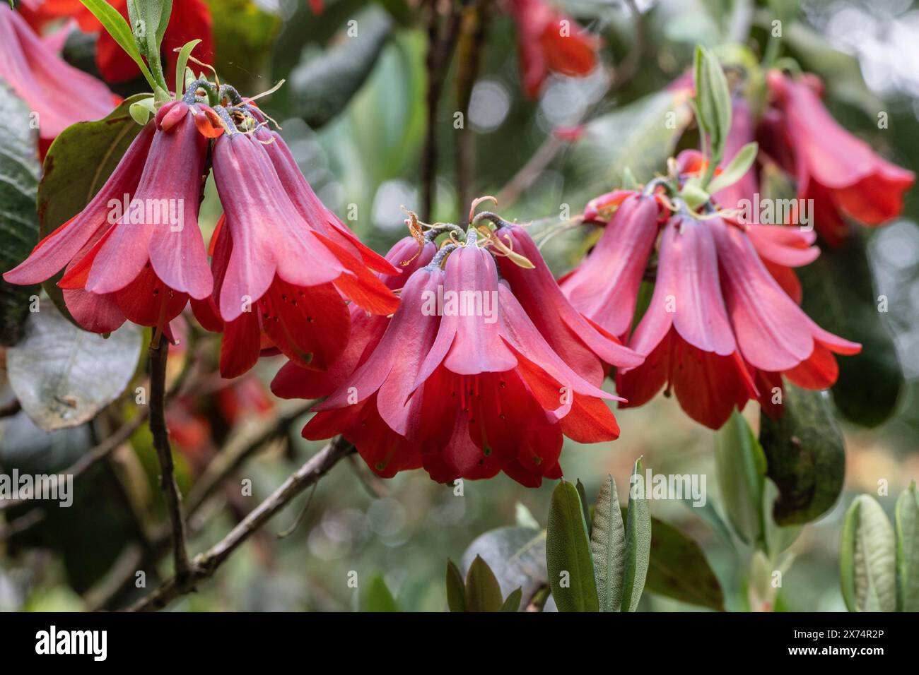 Fleurs de Rhododendron (Rhododendron cinnabarinum Roylei), Emsland, basse-Saxe, Allemagne Banque D'Images