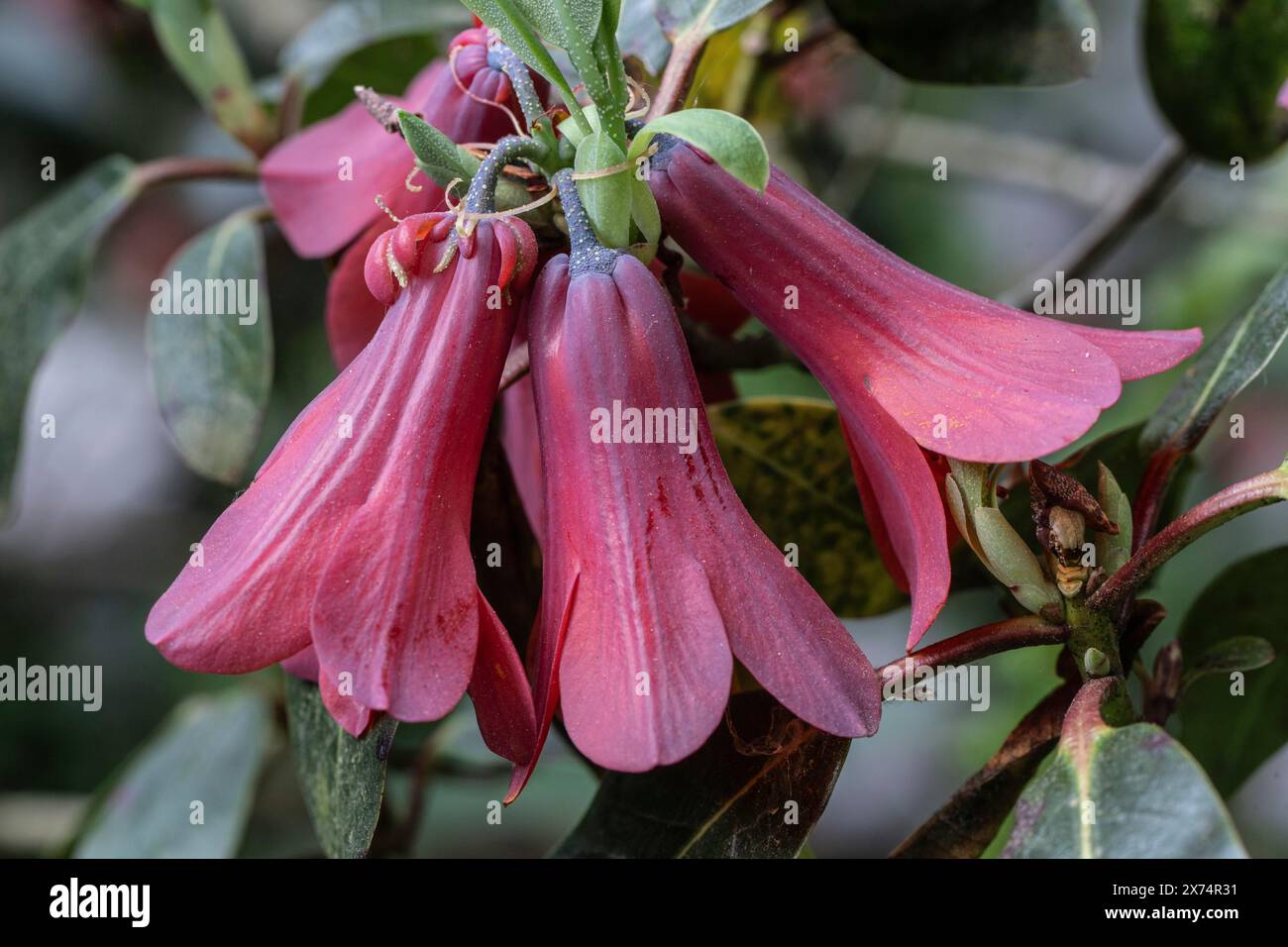 Fleurs de Rhododendron (Rhododendron cinnabarinum Roylei), Emsland, basse-Saxe, Allemagne Banque D'Images