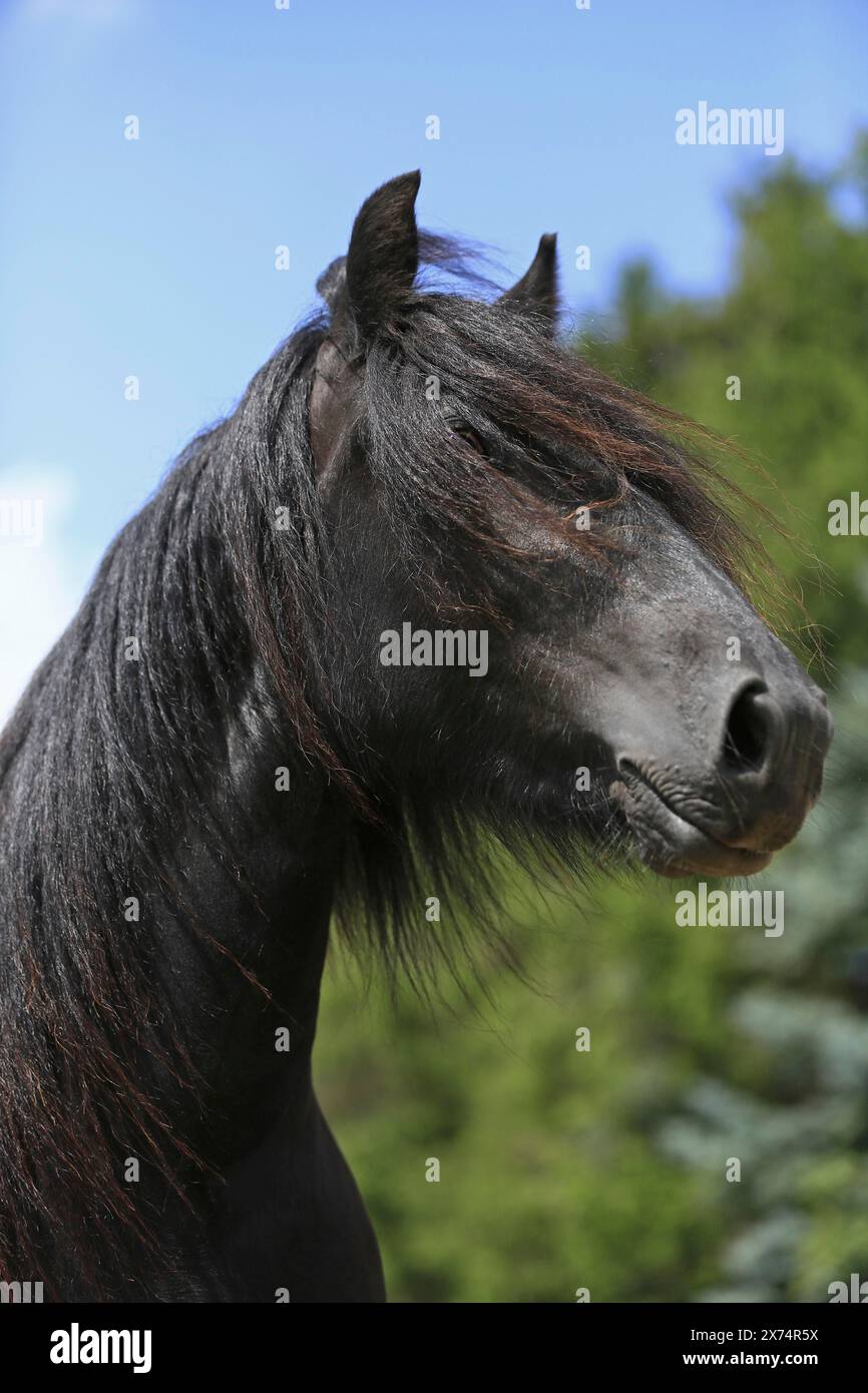 Poney fourrure, noir, poney, portrait Banque D'Images