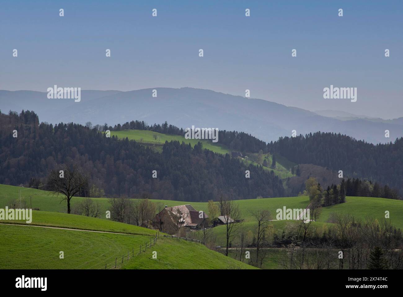 Montagnes et sentiers dans la Forêt Noire, Kandel, Bade-Wuerttemberg, Allemagne Banque D'Images
