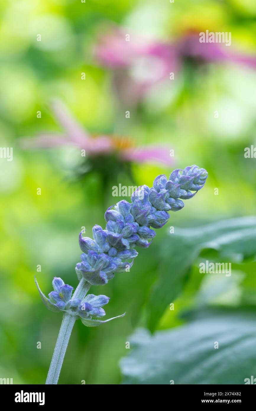 Gros plan d'une fleur de sauge bleue Mealy, Salvia farinacea, qui est presque prête à fleurir. Banque D'Images