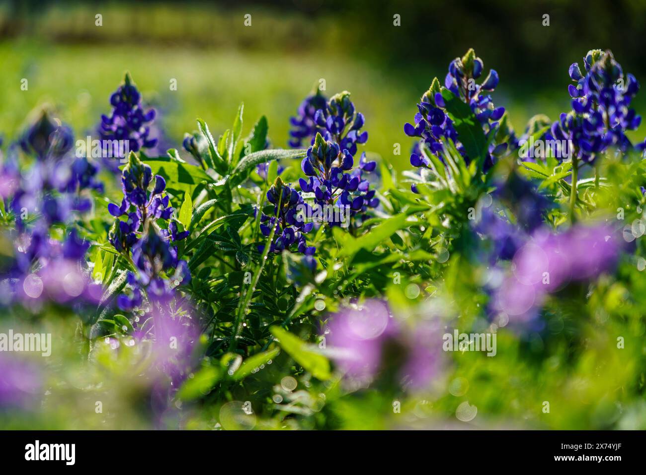 Bluebonnets du Texas (Lupinus texensis) à Ladybird Johnson Wildflower Gardens, Austin Texas Banque D'Images