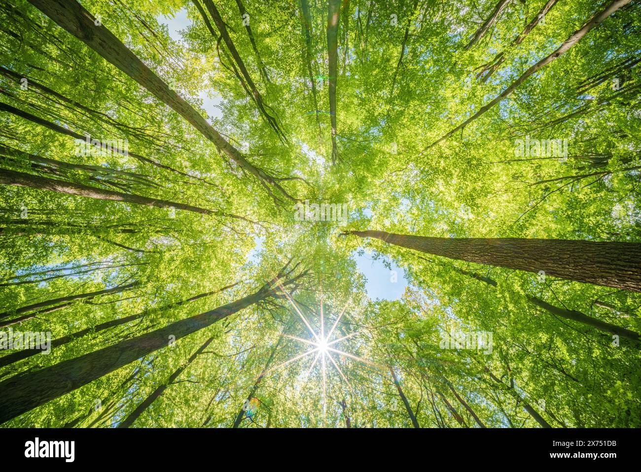 Observer la lumière du soleil filtrant à travers le feuillage des arbres à feuilles caduques dans une forêt, se connecter avec la beauté et la sérénité de la nature, la durabilité Banque D'Images