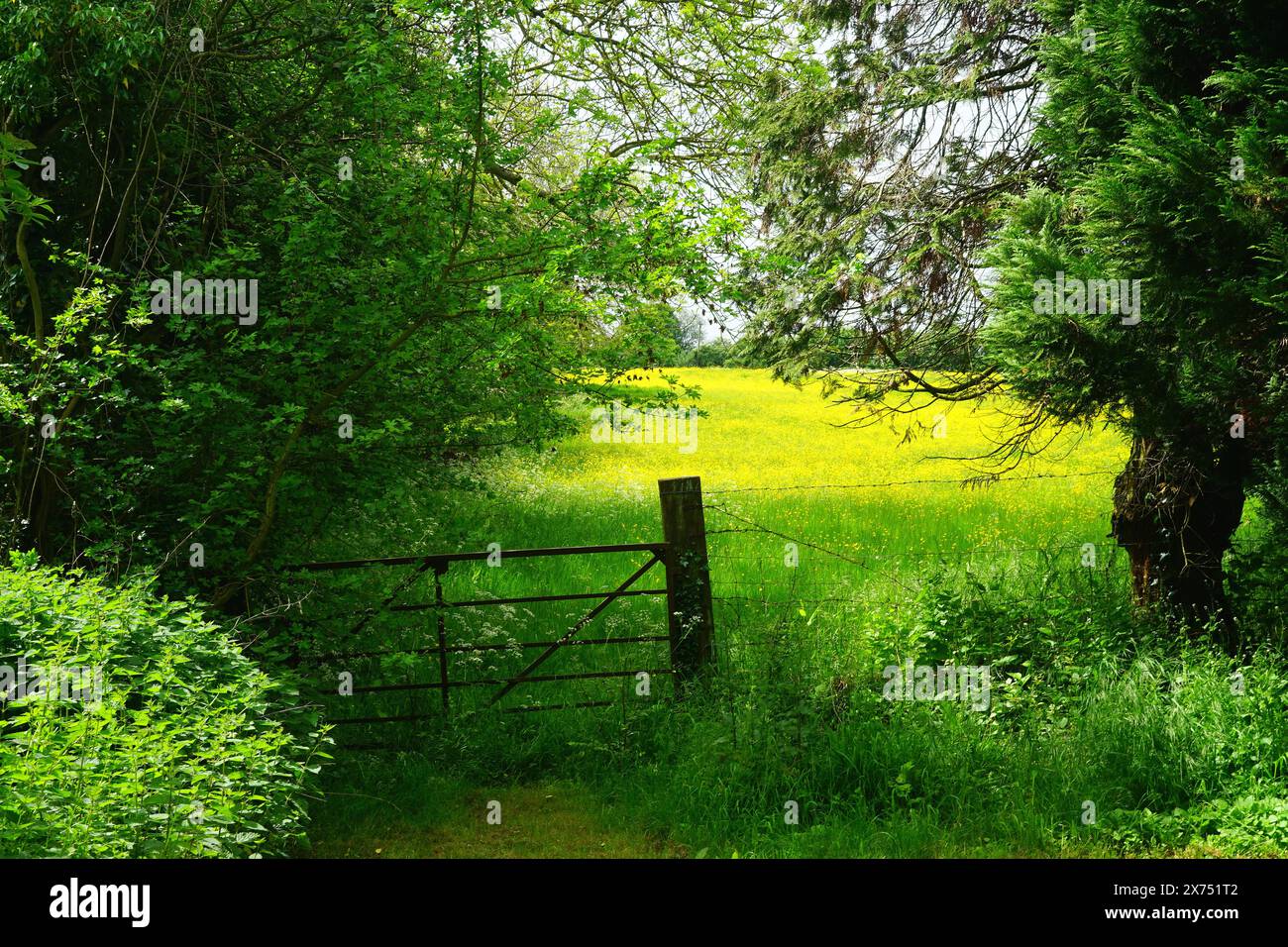 Passerelle vers une prairie de buttercup près d'Arkesden Banque D'Images