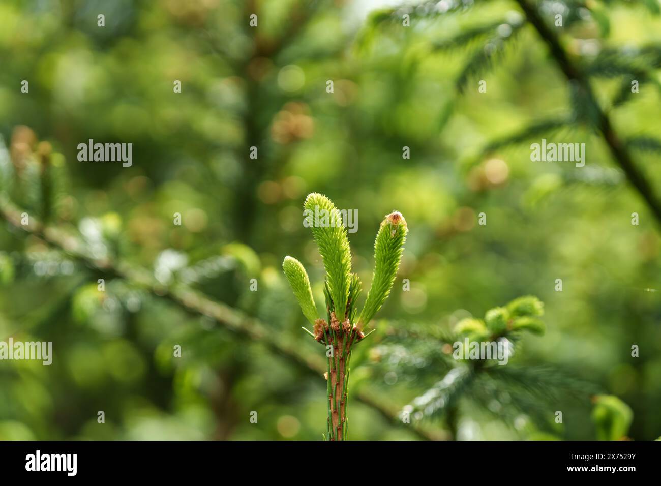 Une vue détaillée d'une feuille verte vibrante sur une plante terrestre, avec un paysage naturel flou en arrière-plan. La plante semble être une plante persistante Banque D'Images