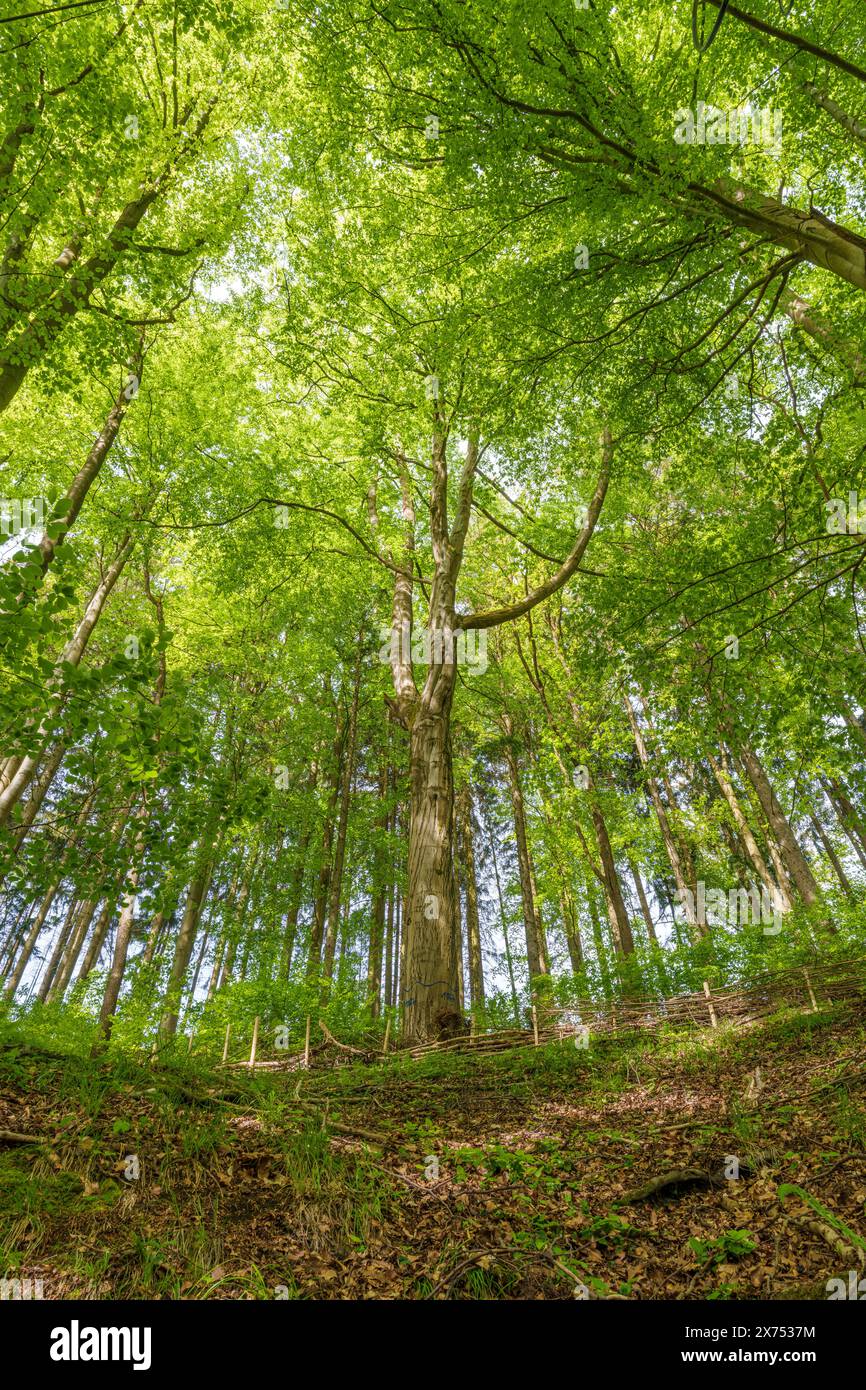 Un paysage naturel diversifié rempli de plantes terrestres, y compris des arbres à feuilles caduques aux feuilles vertes luxuriantes recouvrant le sol forestier comme une épaisse CA Banque D'Images