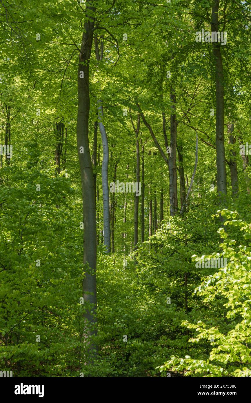 Un paysage naturel diversifié rempli de plantes terrestres, y compris des arbres à feuilles caduques aux feuilles vertes luxuriantes recouvrant le sol forestier comme une épaisse CA Banque D'Images