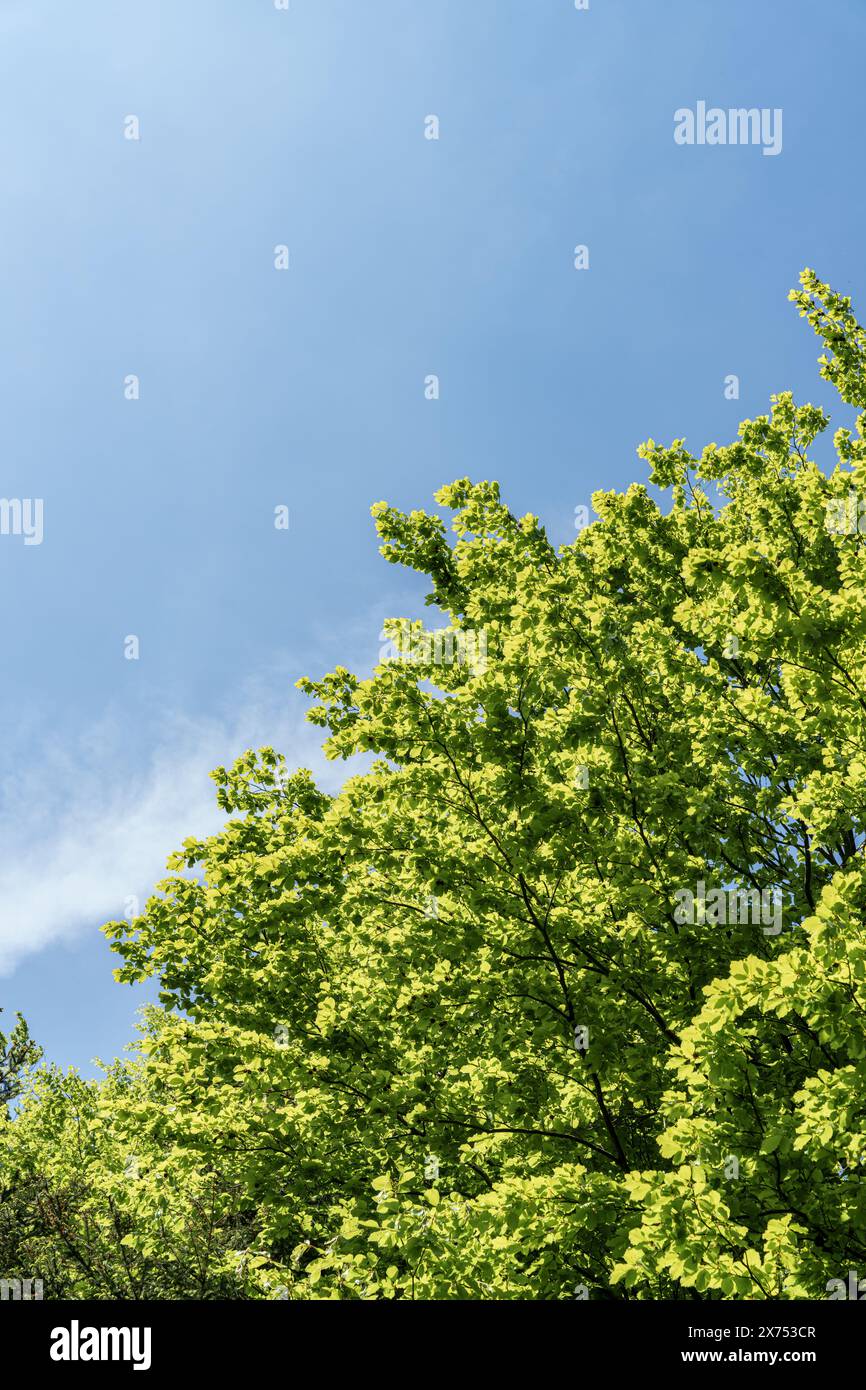 Un grand arbre appartenant à la famille des bouleaux, aux feuilles vertes luxuriantes, se dresse contre le ciel bleu clair, créant un beau contraste dans la nature Banque D'Images
