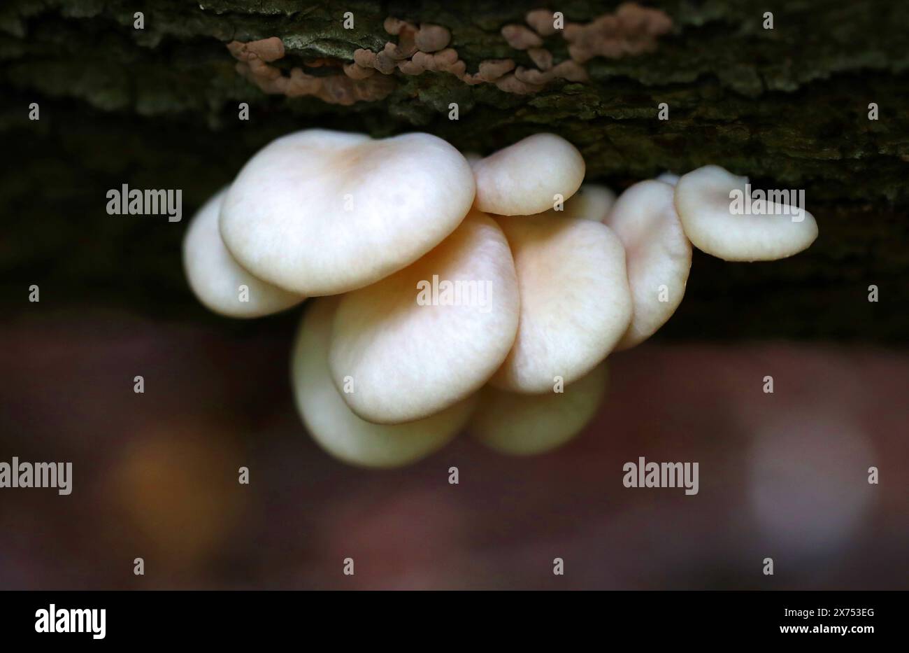 Champignon d'huître, Pleurotus ostreatus, Pleurotaceae (Lentinaceae). Banque D'Images