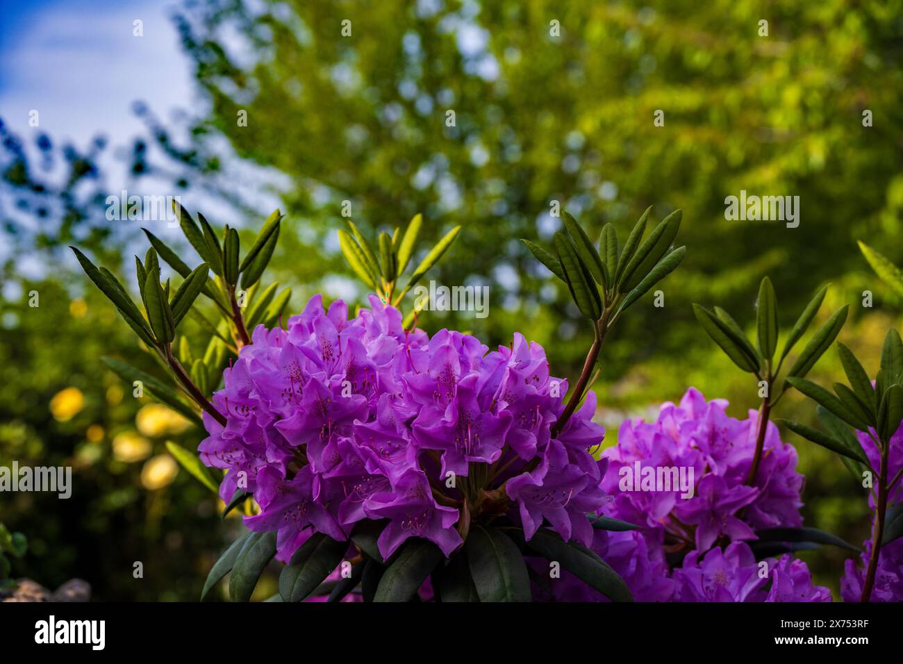 Fleur de rhododendron rose. Banque D'Images