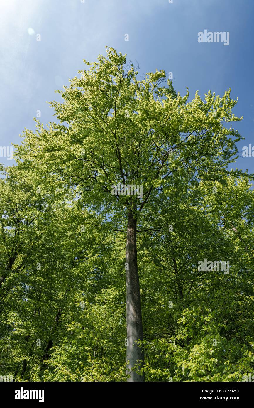 Un grand arbre appartenant à la famille des bouleaux, aux feuilles vertes luxuriantes, se dresse contre le ciel bleu clair, créant un beau contraste dans la nature Banque D'Images