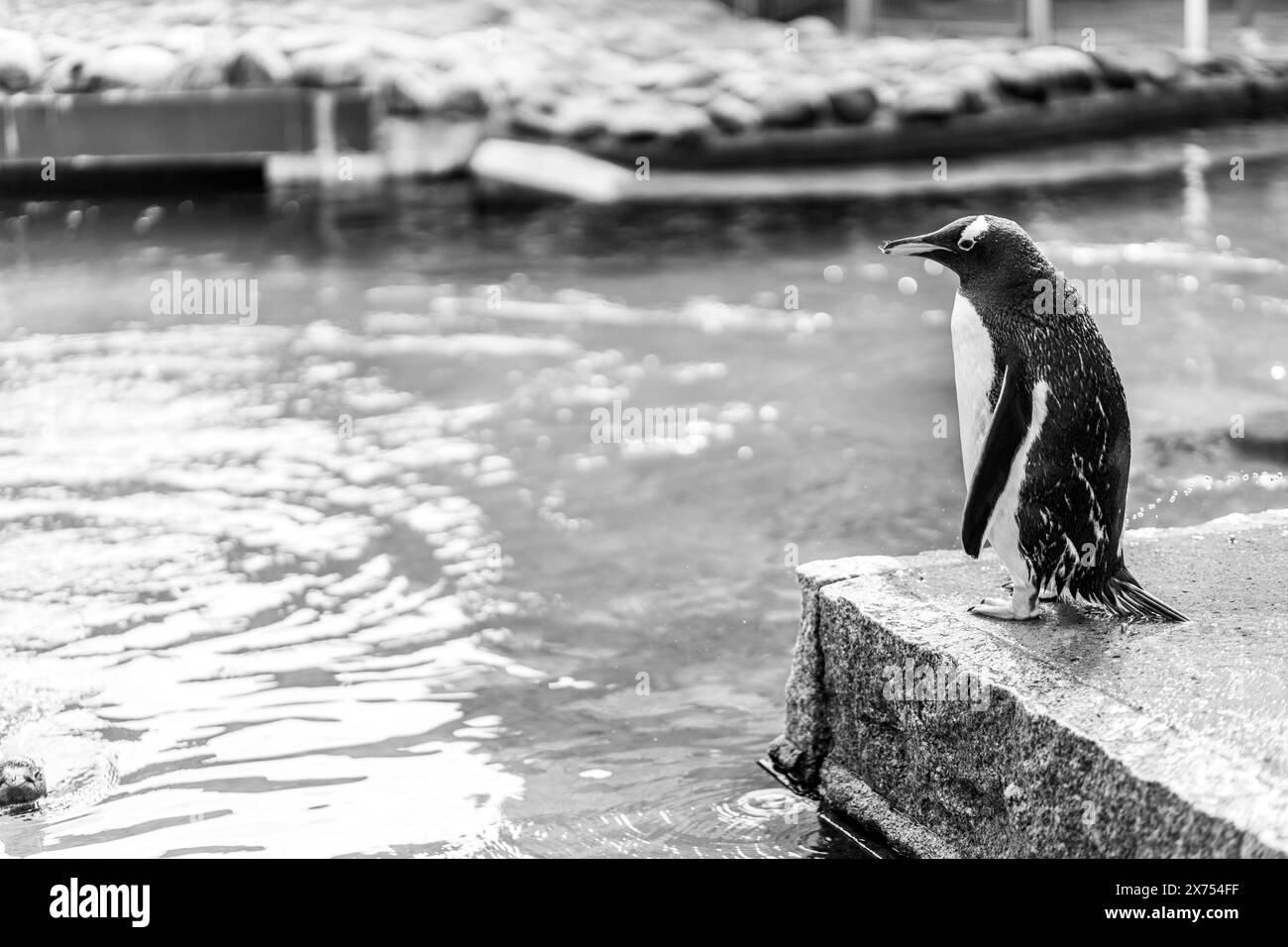 Un pingouin dans un aquarium en Norvège de repérage Banque D'Images