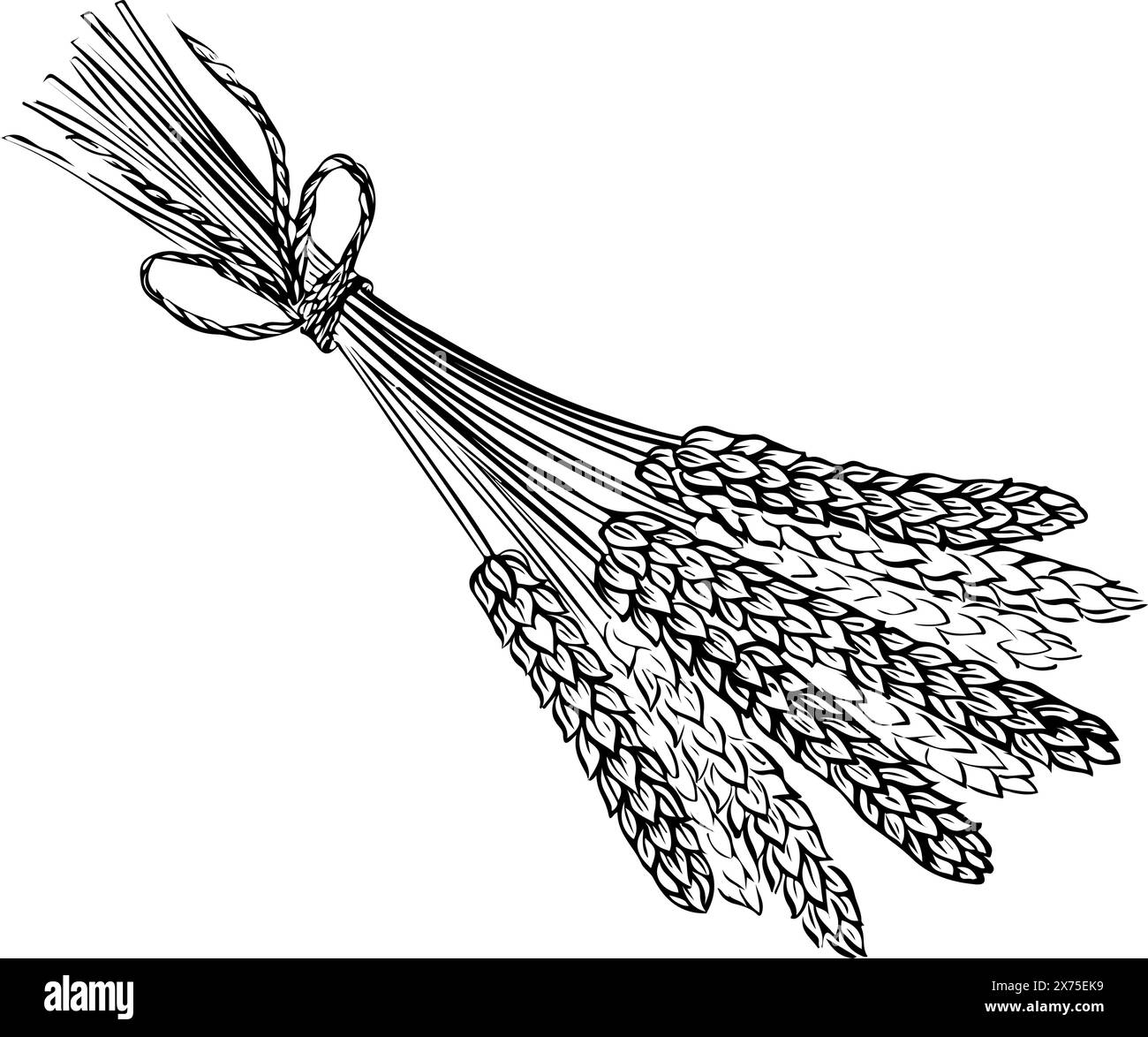 Un bouquet d'oreilles. Blé, orge et malt de grain. Pour une affiche du processus de production de bière ou de whisky à la brasserie. Illustration vintage vectorielle avec Illustration de Vecteur