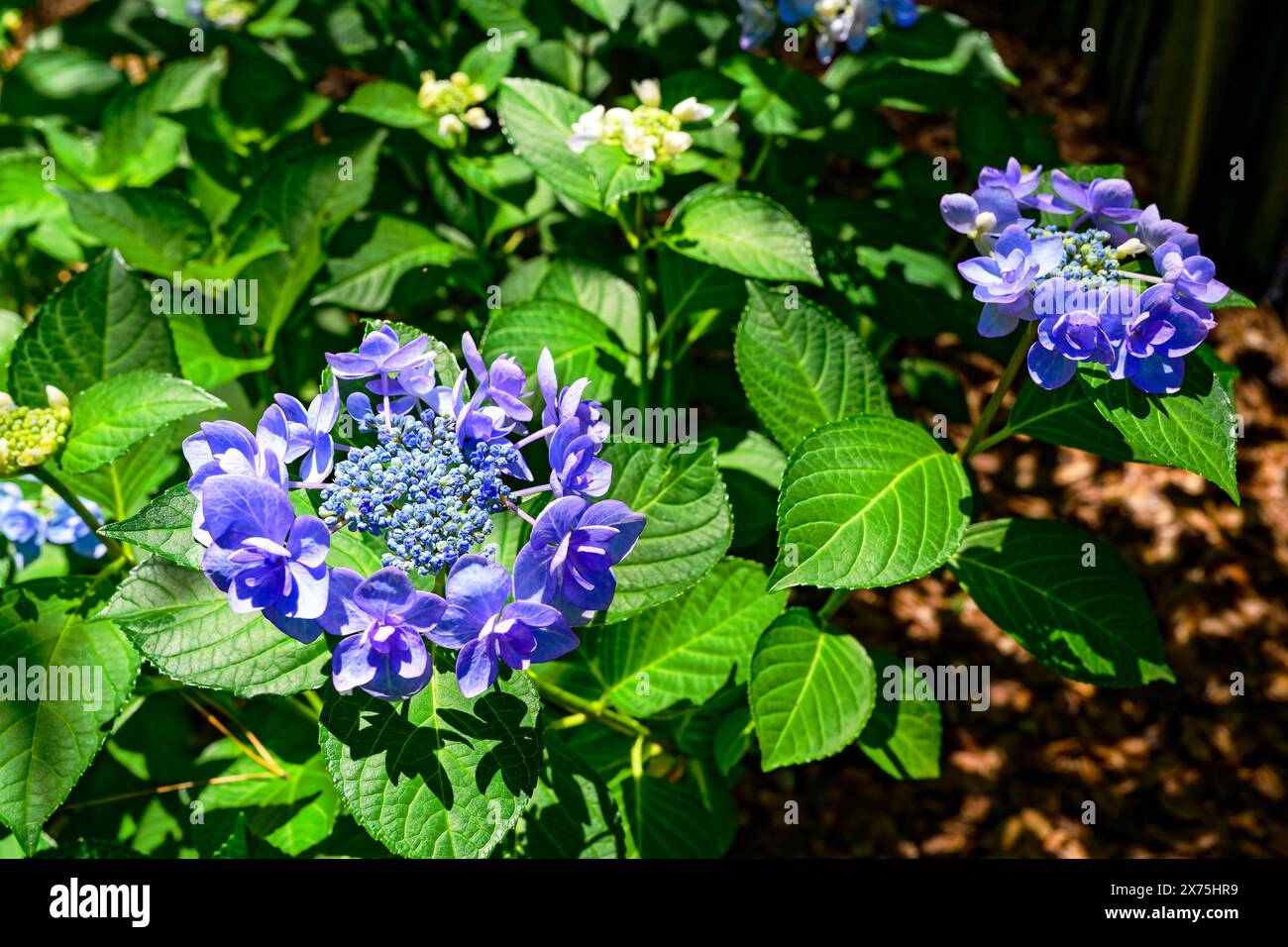 Endless Summer, Twist-n-shout, Hydrangea poussant dans le jardin de la maison en Alabama, États-Unis. Banque D'Images Endless Summer, Twist-n-shout, Hydrangea poussant dans le jardin de la maison en Alabama, États-Unis. Banque D'Images