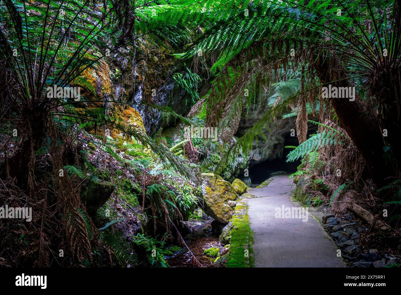 Entrée à la grotte de Marakoopa, mole Creek Tasmanie Banque D'Images