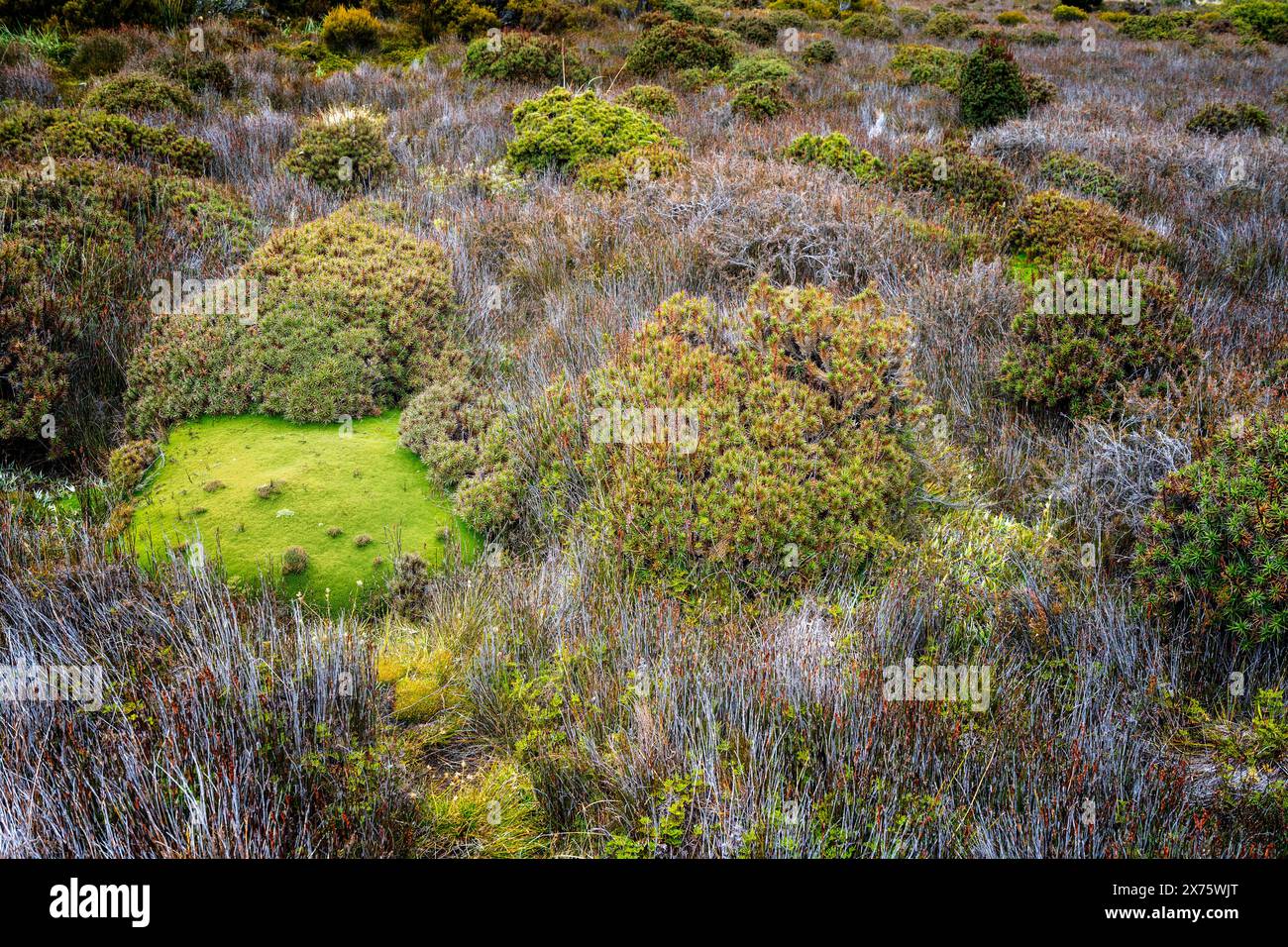 Plantes de coussin et végétation alpine à côté de la promenade, Pine Lake, Central plateau, Tasmanie Banque D'Images