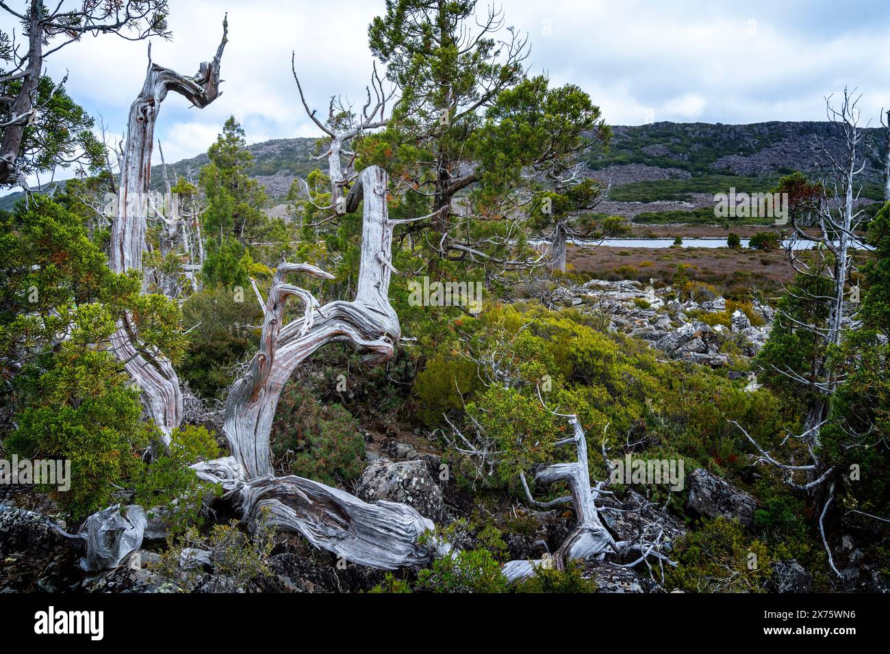 Végétation alpine et pins crayon sur les rives du lac Pine Lake, plateau central, Tasmanie Banque D'Images