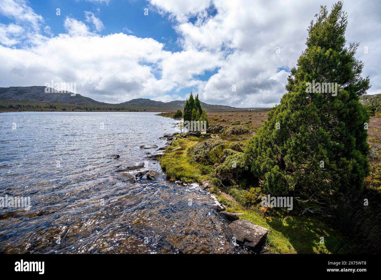 Végétation alpine et pins crayon sur les rives du lac Pine Lake, plateau central, Tasmanie Banque D'Images