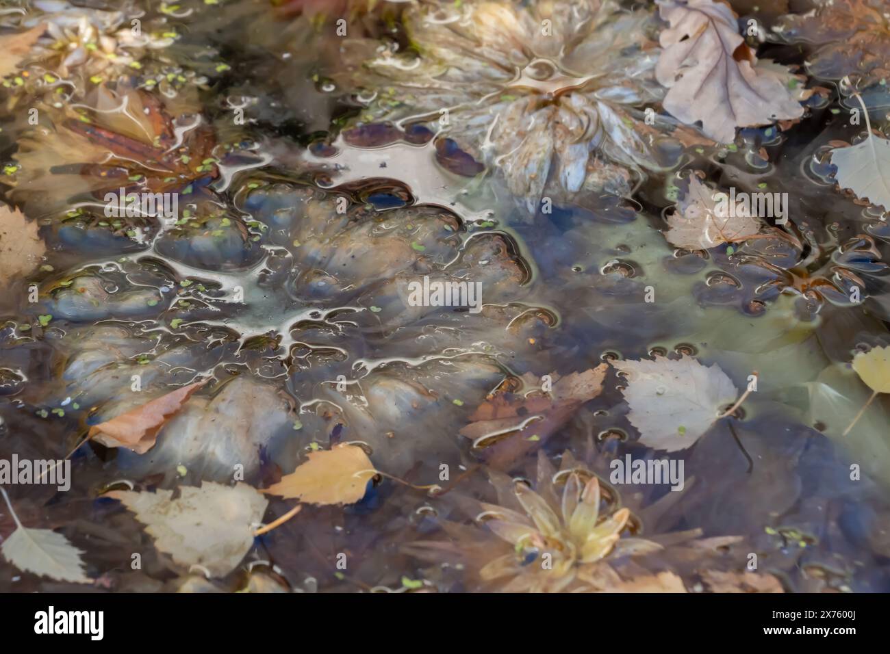 Image de fond semi abstraite de fleurs en sourdine dans l'eau calme. Une texture de fond éthérée avec des couleurs chaudes et sourdes. Banque D'Images