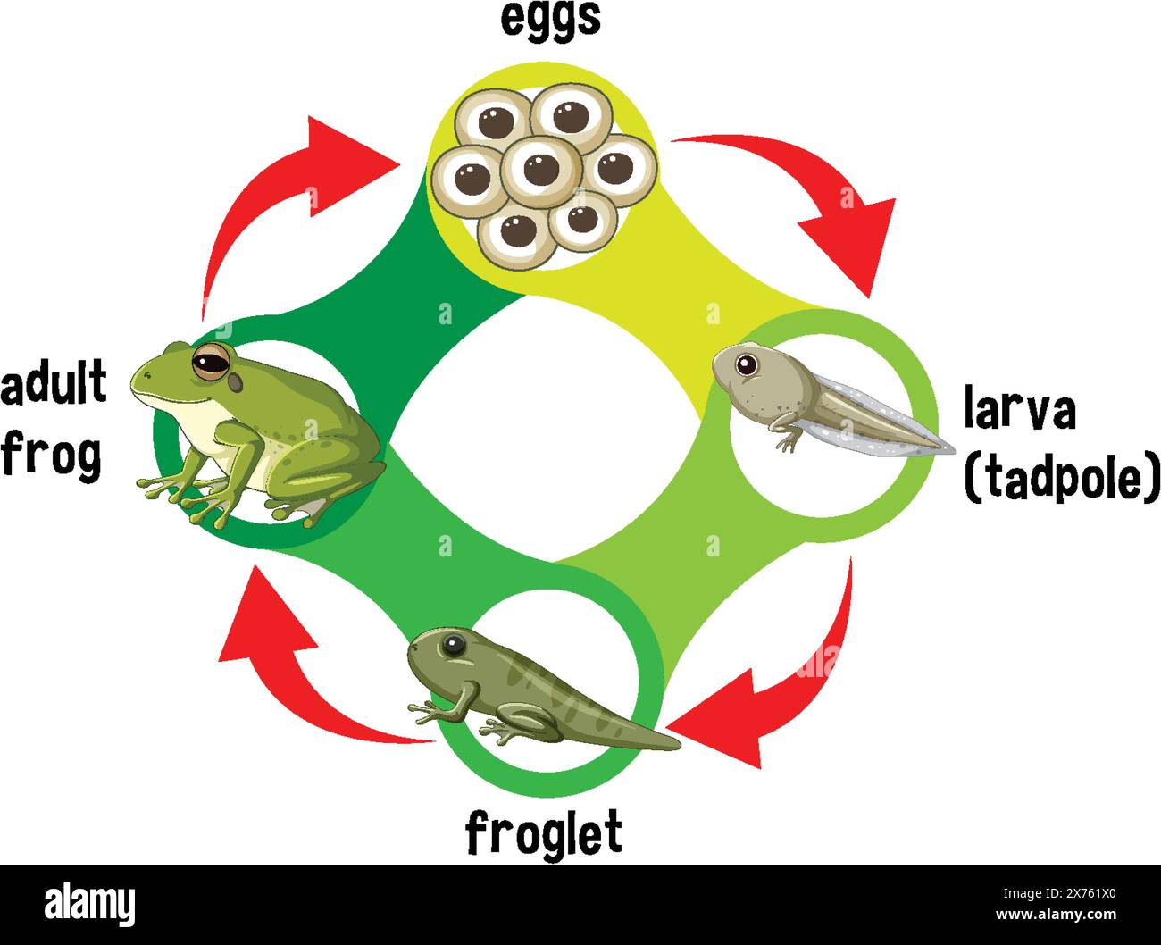 Illustration des stades de vie de la grenouille de l'œuf à l'adulte Illustration de Vecteur