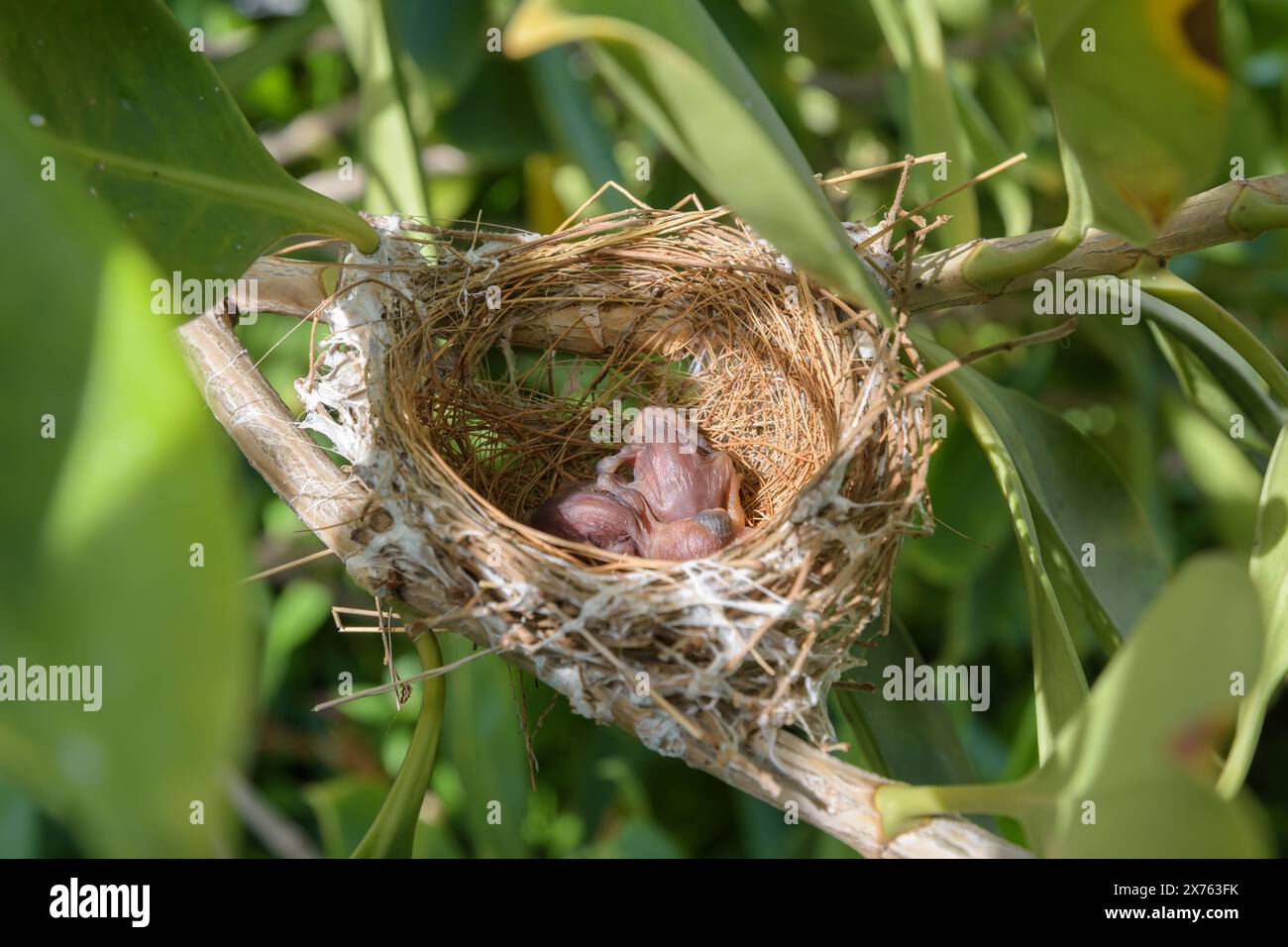 Les oiseaux nichent sur un arbre arboré avec deux petits oiseaux. Banque D'Images