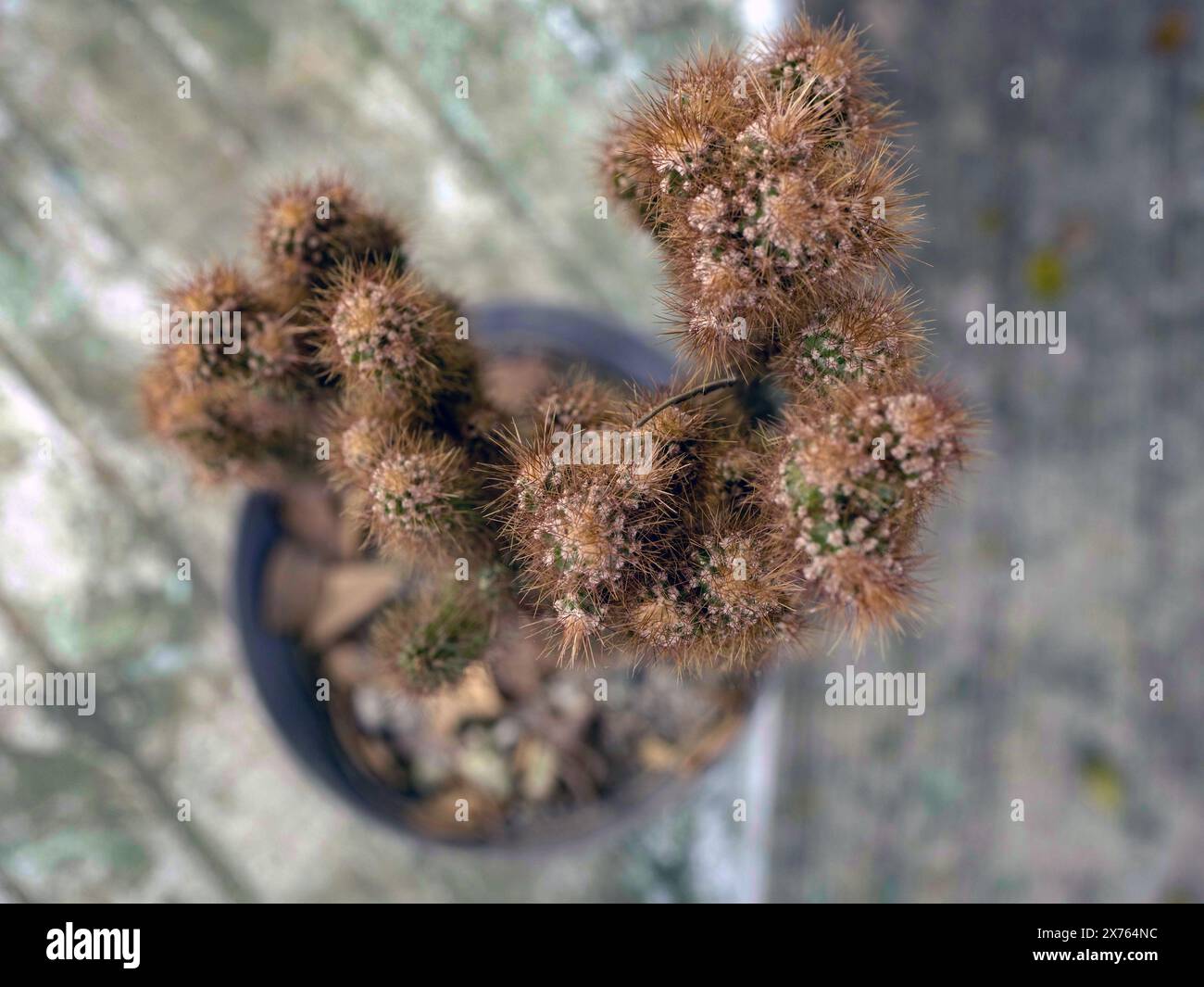 Cactus moelleux avec de longues aiguilles. Cactaceae Banque D'Images