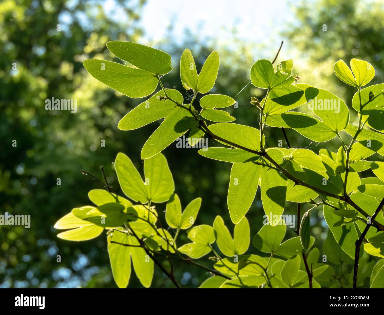 Bauhinia aculeata ou branches d'arbre d'orchidée avec des feuilles. Feuillage végétal PATA-de-vaca en forme de sabot de vache. Banque D'Images