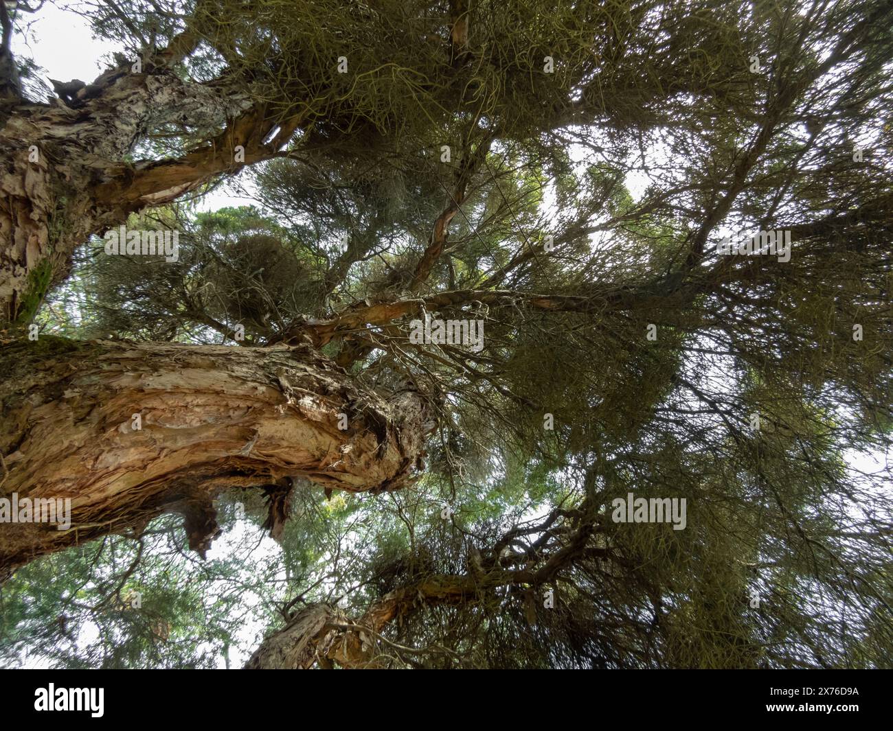 Couronne et tronc d'arbre Melaleuca linariifolia. Vue générale de la neige en été, de l'écorce de papier à feuilles étroites, de l'écorce de papier à feuilles de lin ou de l'usine de budjur. Banque D'Images