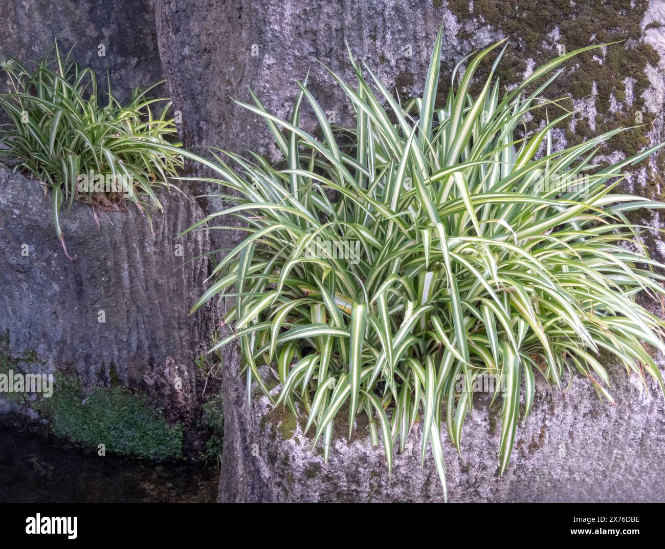 Chlorophytum comosum ou plante d'araignée ou lierre d'araignée ou plante d'avion ou plante de ruban avec feuillage vert et blanc panaché rayé dans le gar ombragé Banque D'Images