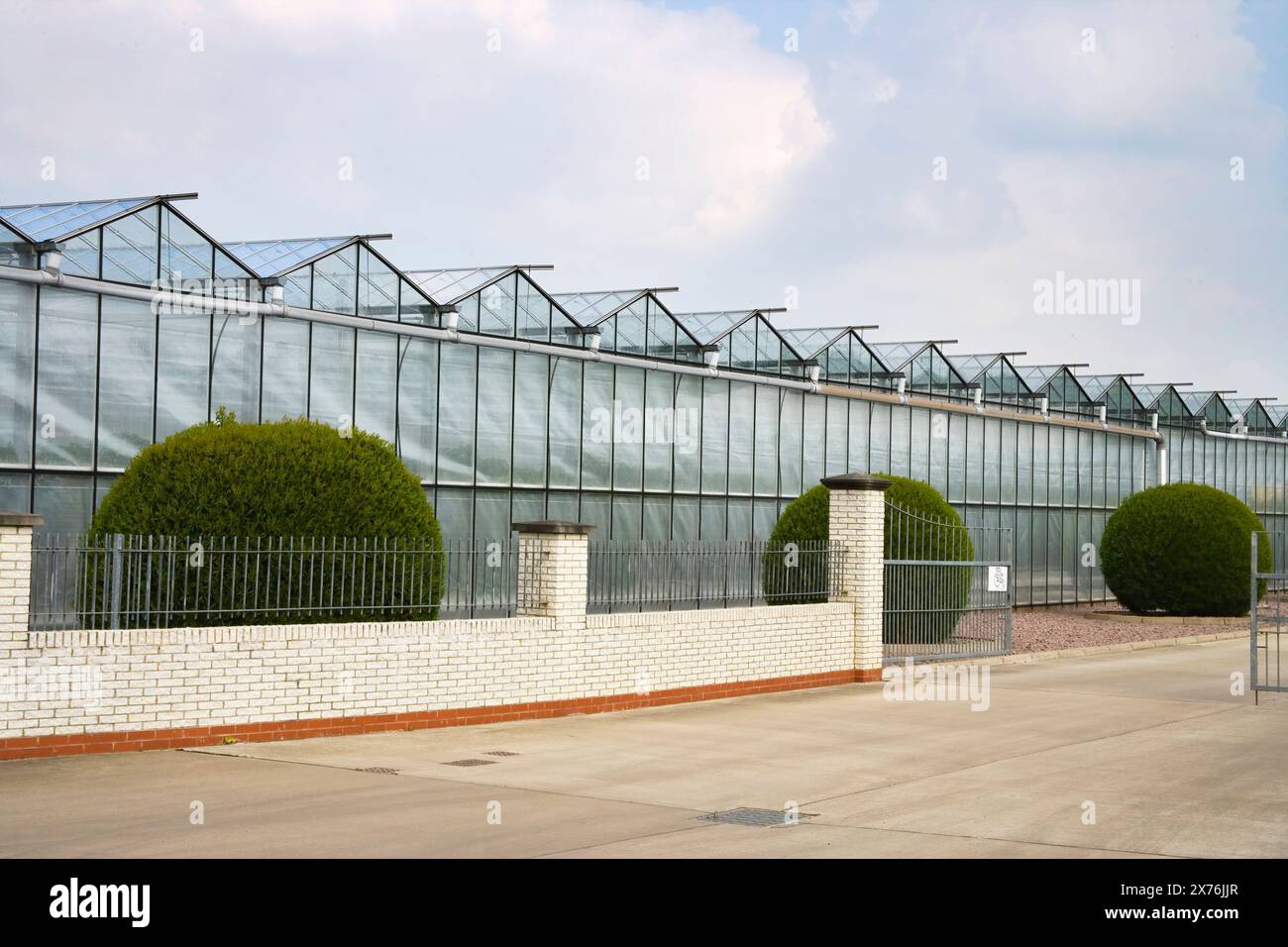 serres produisant des cultures de salade dans la vallée de lee hertfordshire. Banque D'Images