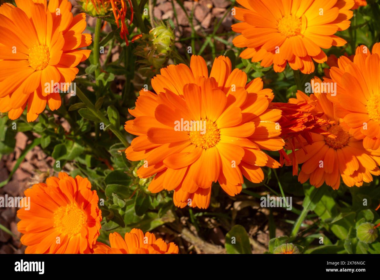 Vue rapprochée des fleurs d'orange, de souci anglais ou de Calendula officinalis Banque D'Images