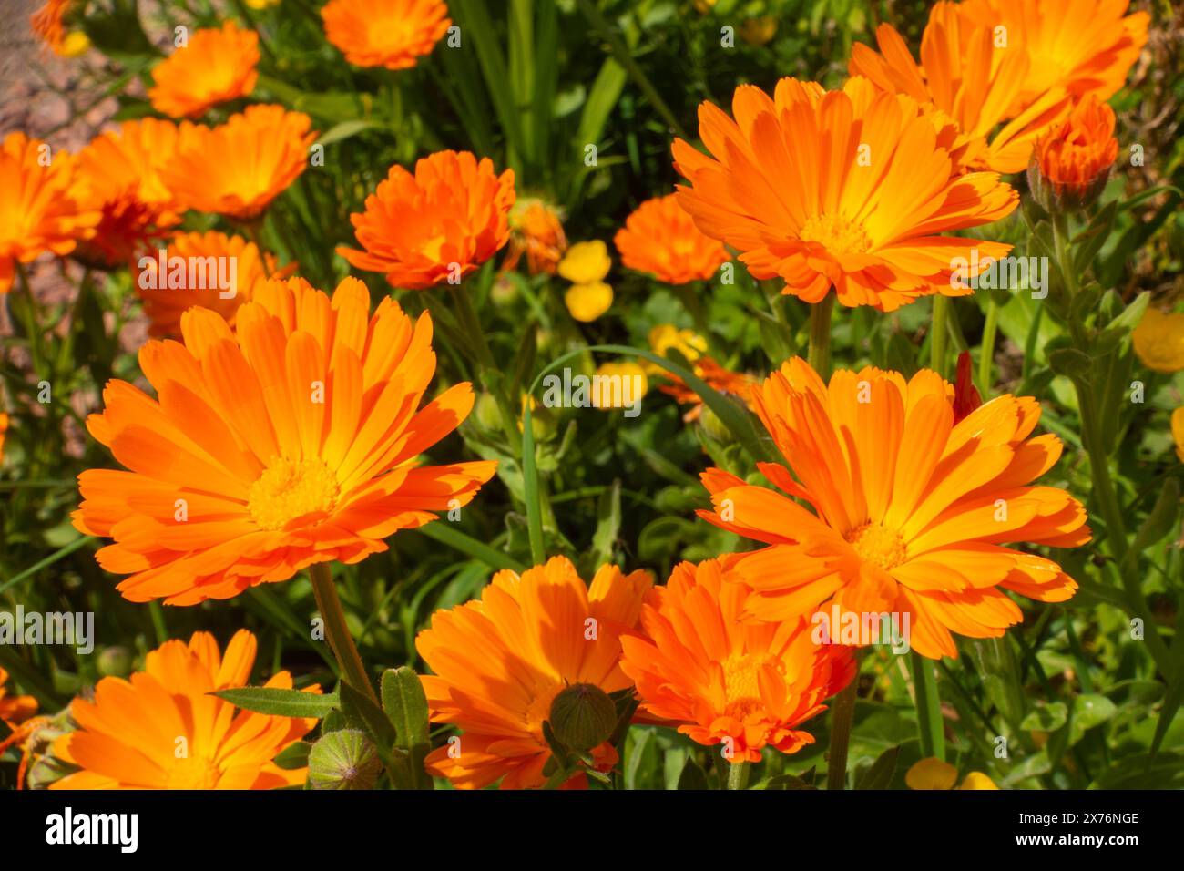 Vue rapprochée des fleurs d'orange, de souci anglais ou de Calendula officinalis Banque D'Images